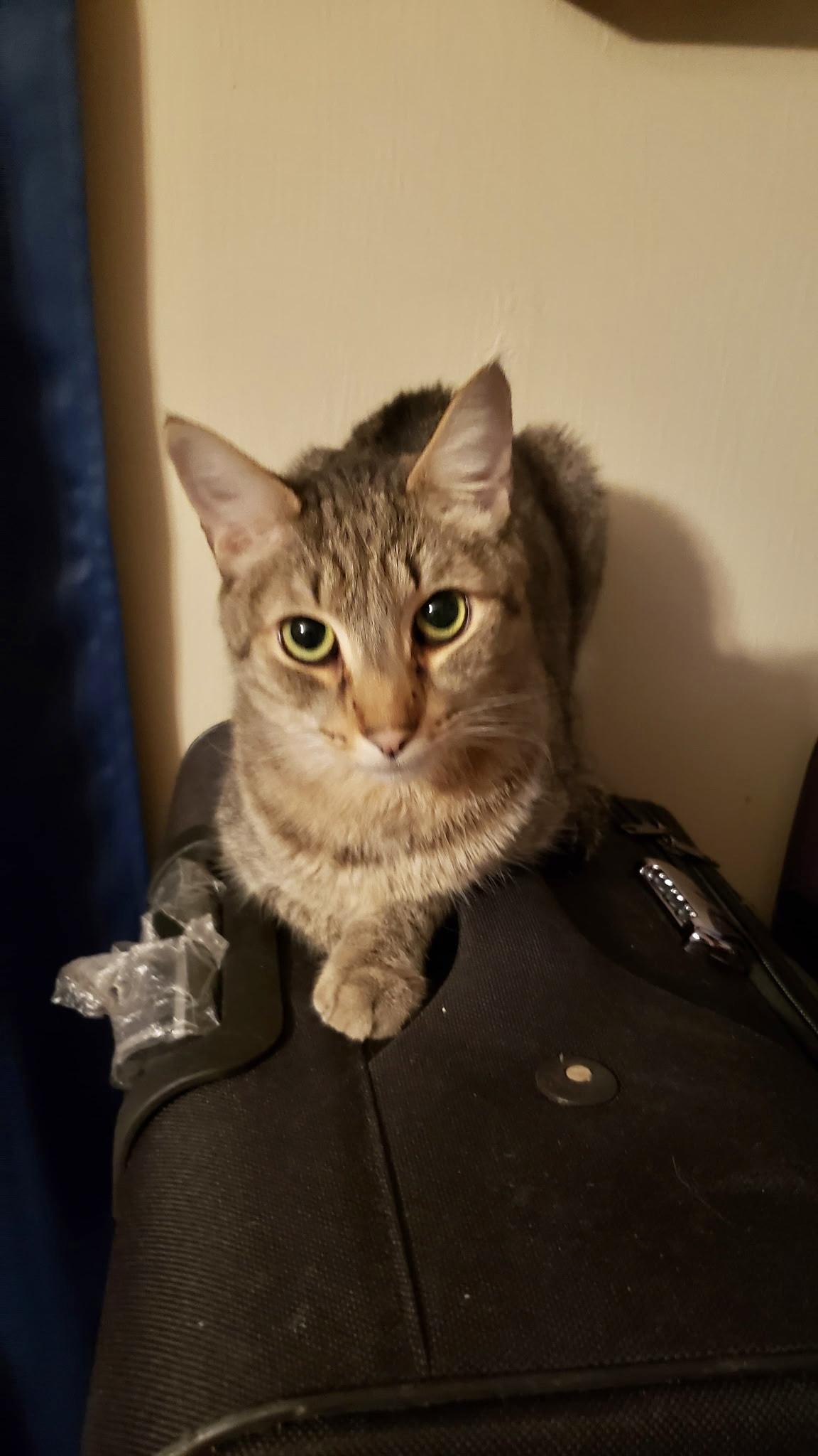 Enlarge Kirby (comes with supplies) *VIDEO* sweet boy , a ADOPTABLE Domestic Short Hair in Orlando, FL image 6/6