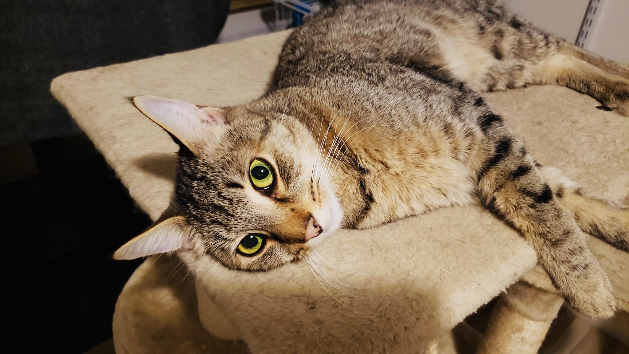 Enlarge Kirby (comes with supplies) *VIDEO* sweet boy , a ADOPTABLE Domestic Short Hair in Orlando, FL image 1/6