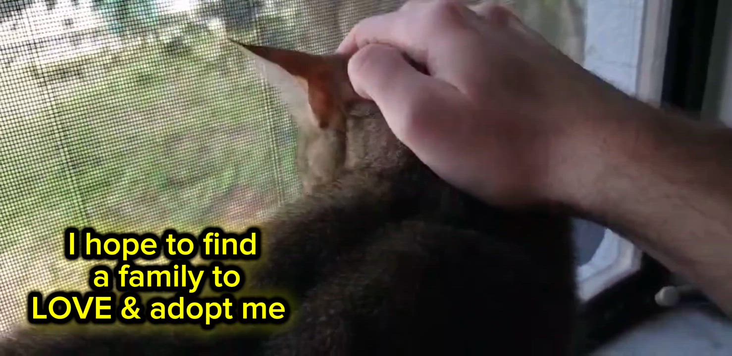 Enlarge Kirby (comes with supplies) *VIDEO* sweet boy , a ADOPTABLE Domestic Short Hair in Orlando, FL video 3/6