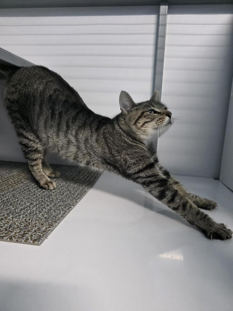 Enlarge Tinsel, a Adoptable mixed breed in Holbrook, AZ image 1/1