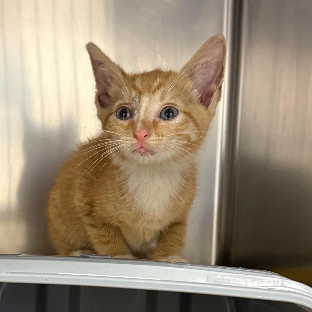 Enlarge Panini, a Adoptable Domestic Short Hair in Greenville, SC image 1/1