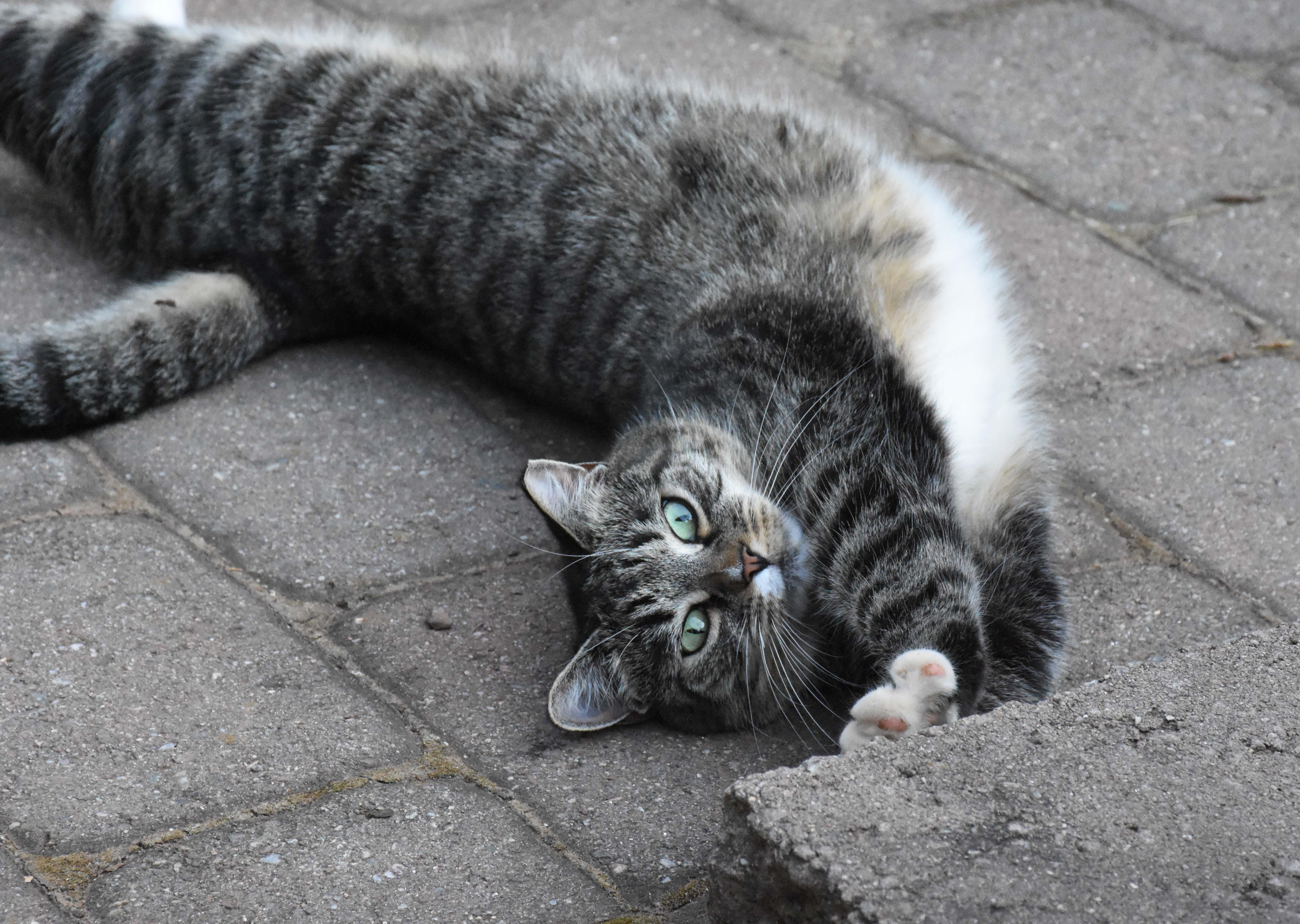 Barn/Warehouse Cats photo 1