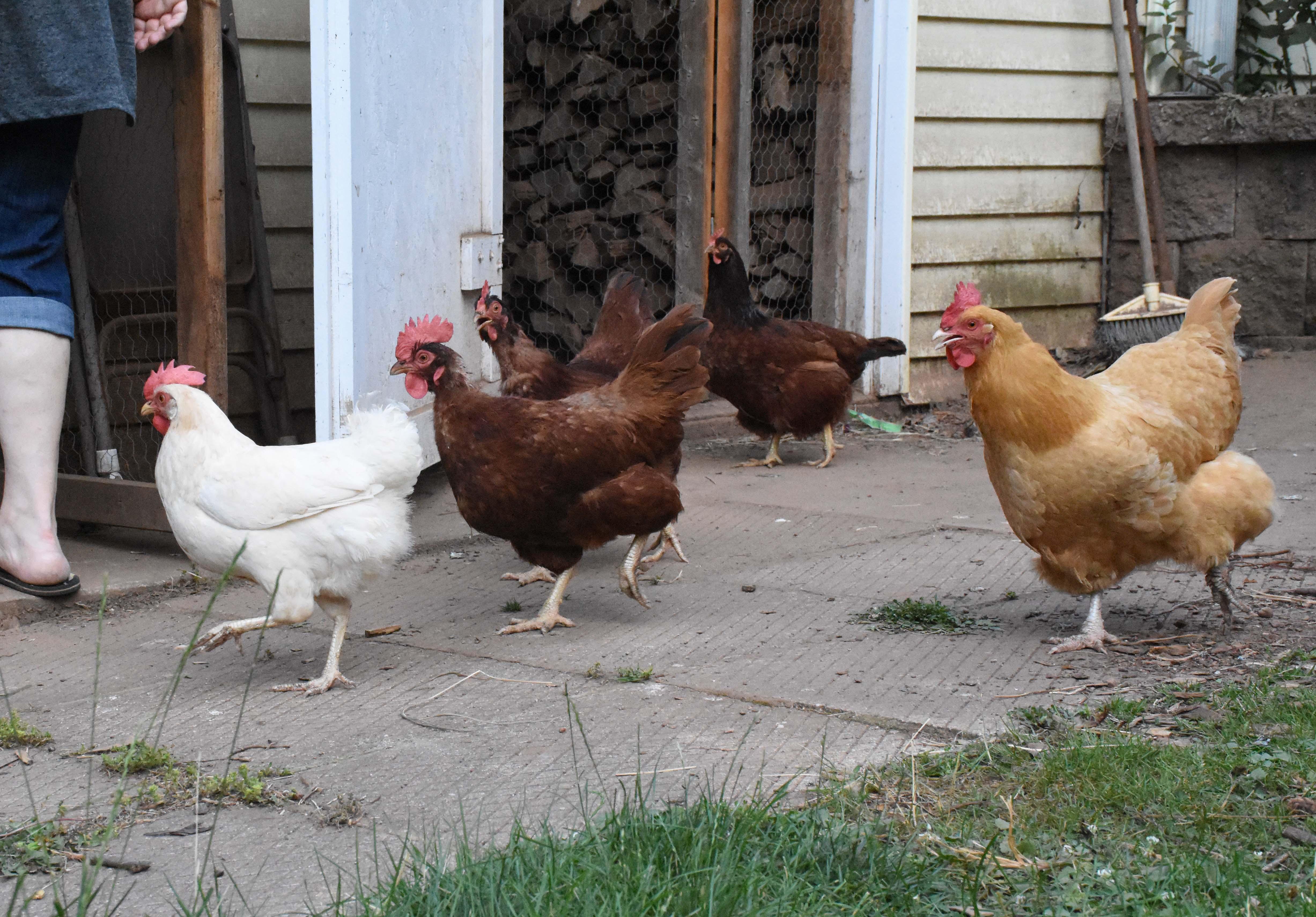 Barn/Warehouse Cats, a Adoptable mixed breed in Rocky Hill, CT image 2/3