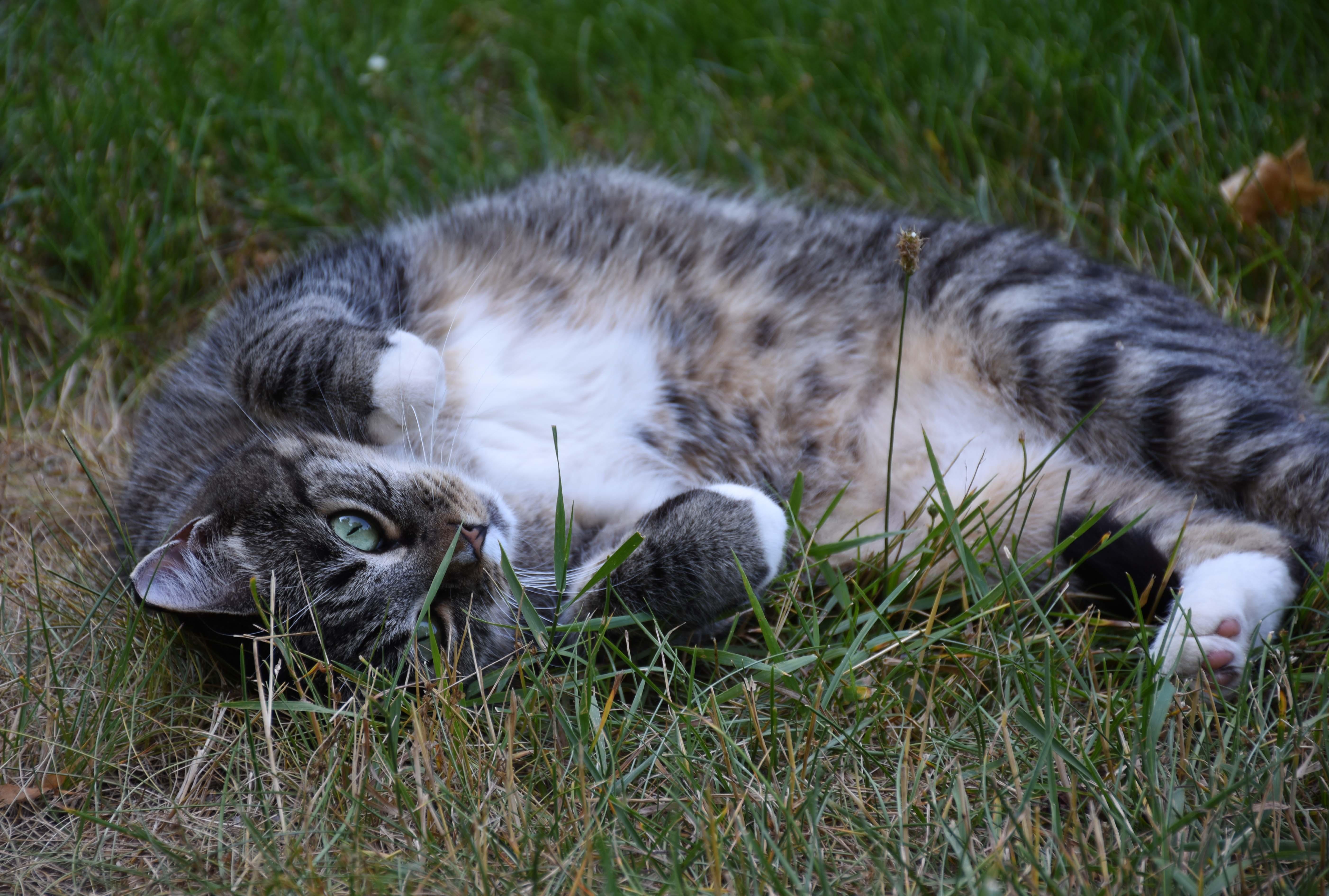 Barn/Warehouse Cats photo 3