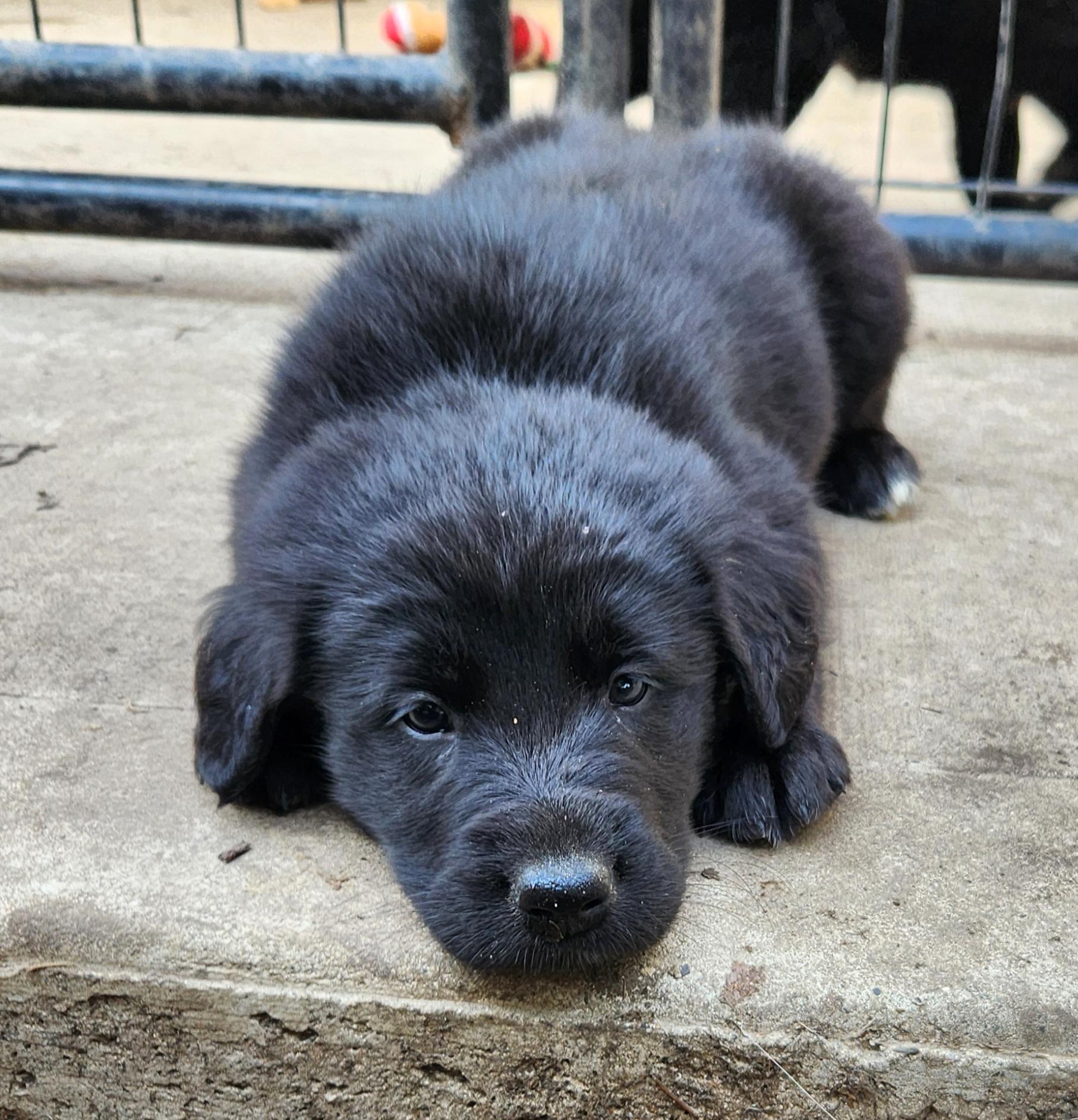 Enlarge Kayak, an adopted mixed breed in Liberty Center, OH image 4/6