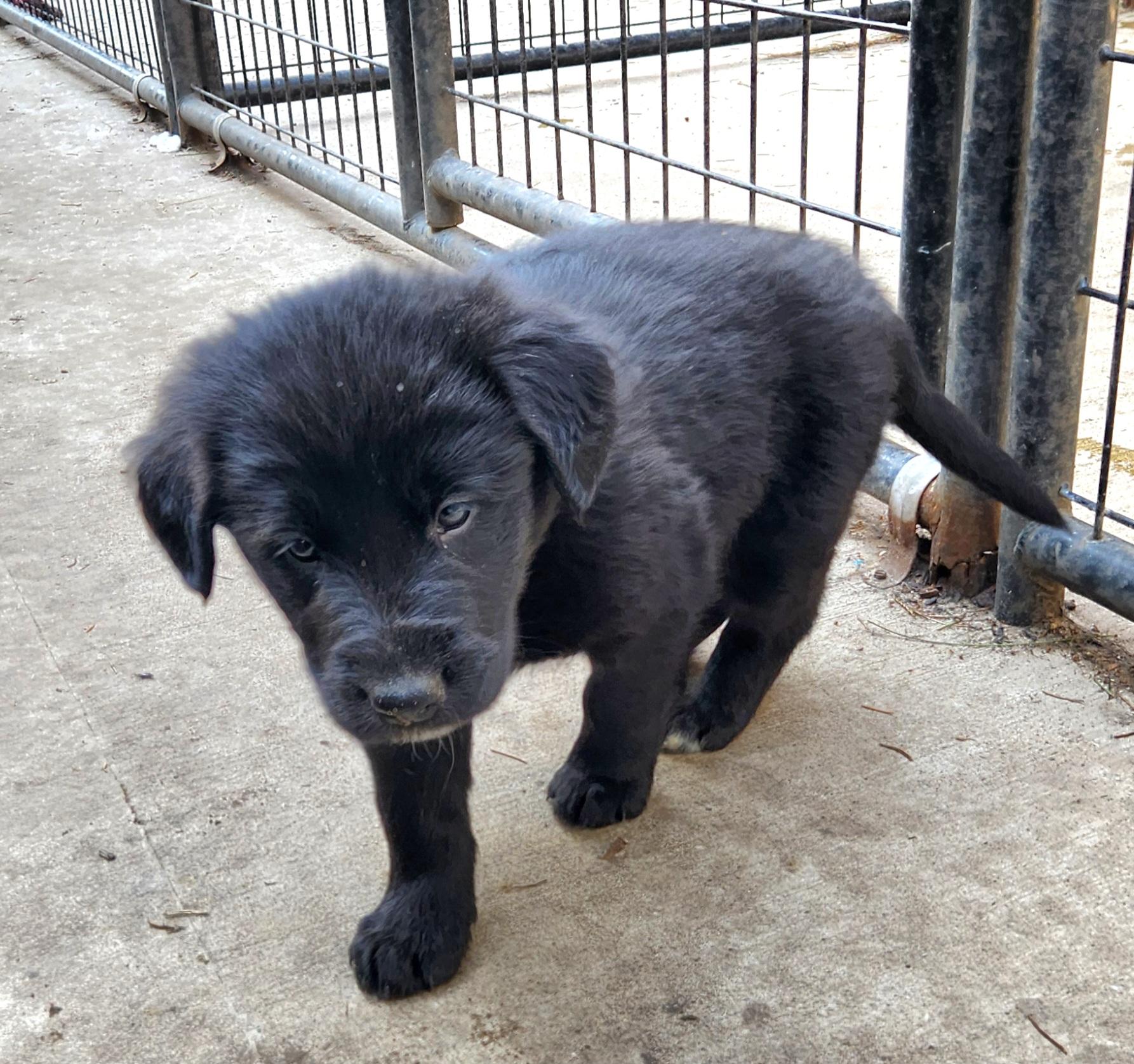 Enlarge Kayak, an adopted mixed breed in Liberty Center, OH image 5/6