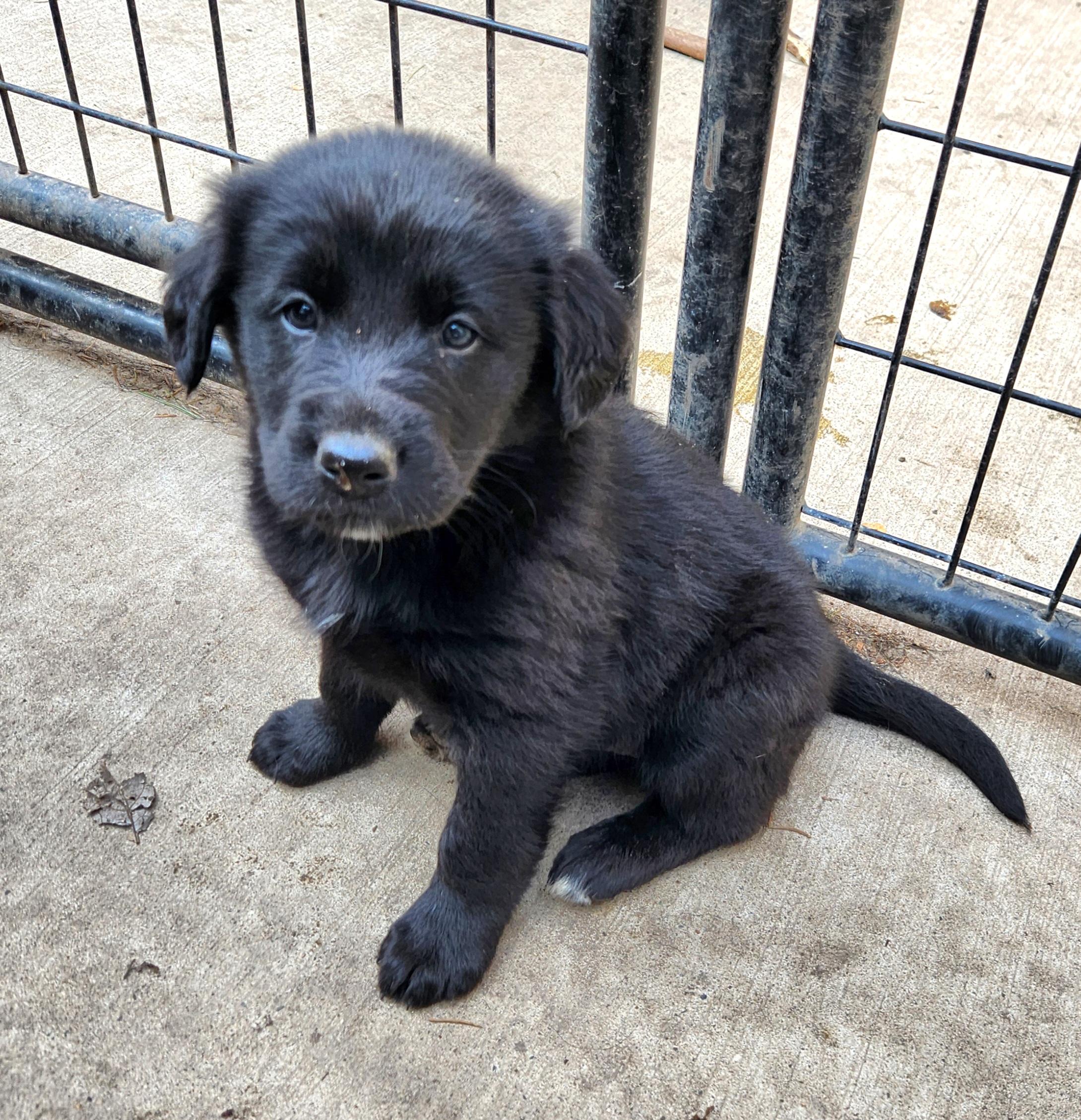 Enlarge Kayak, an adopted mixed breed in Liberty Center, OH image 1/6