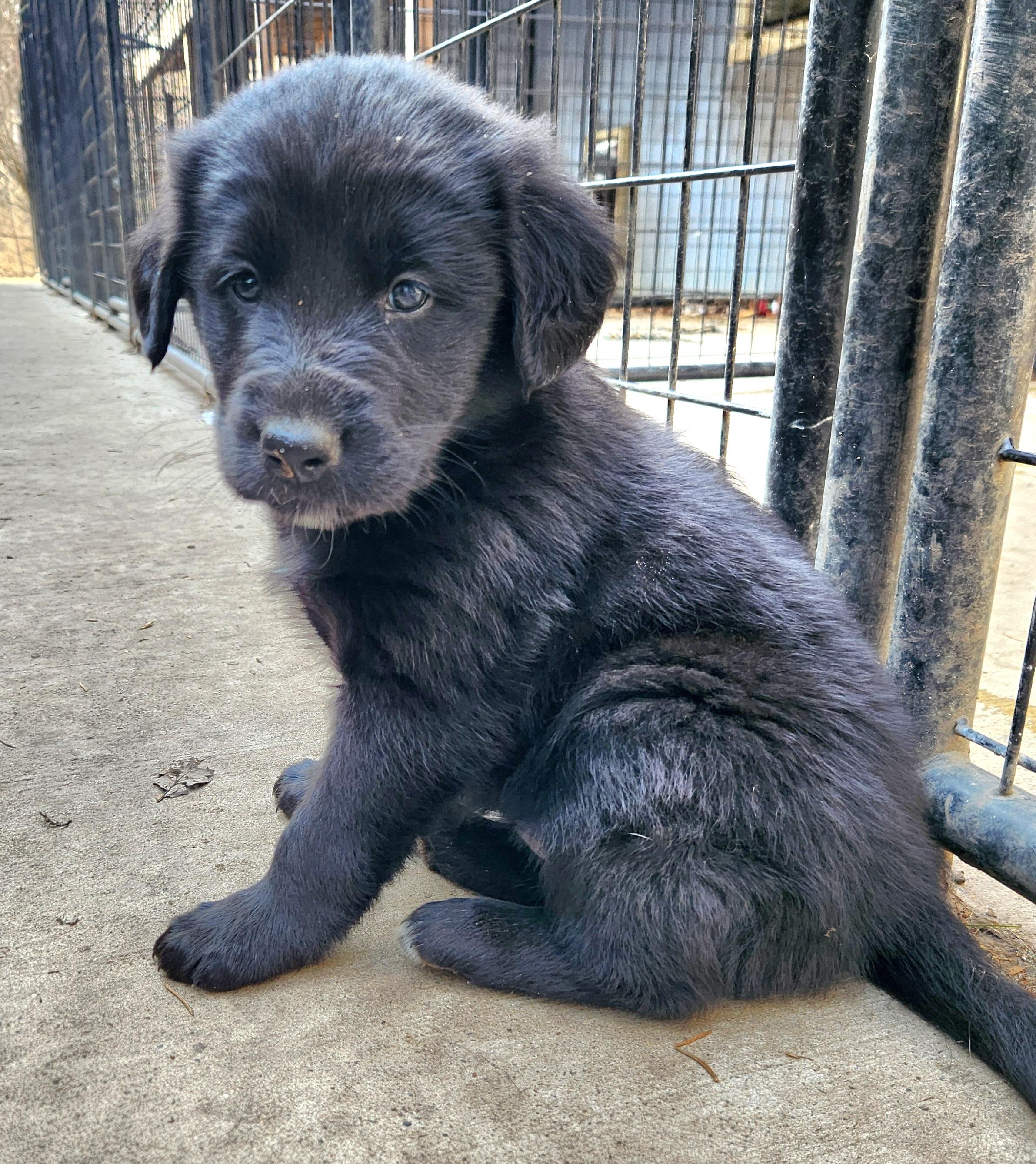 Enlarge Kayak, an adopted mixed breed in Liberty Center, OH image 2/6
