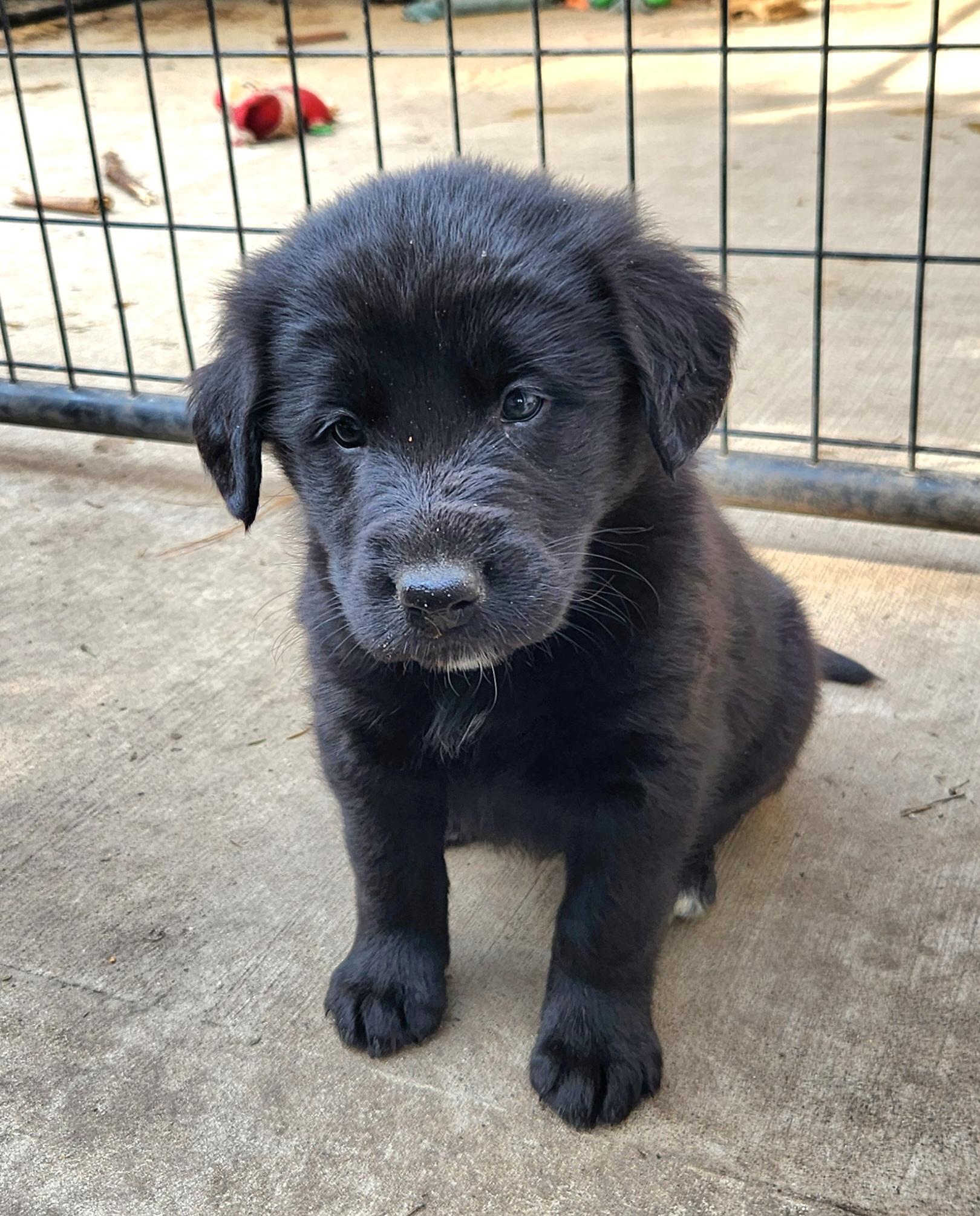 Enlarge Kayak, an adopted mixed breed in Liberty Center, OH image 6/6