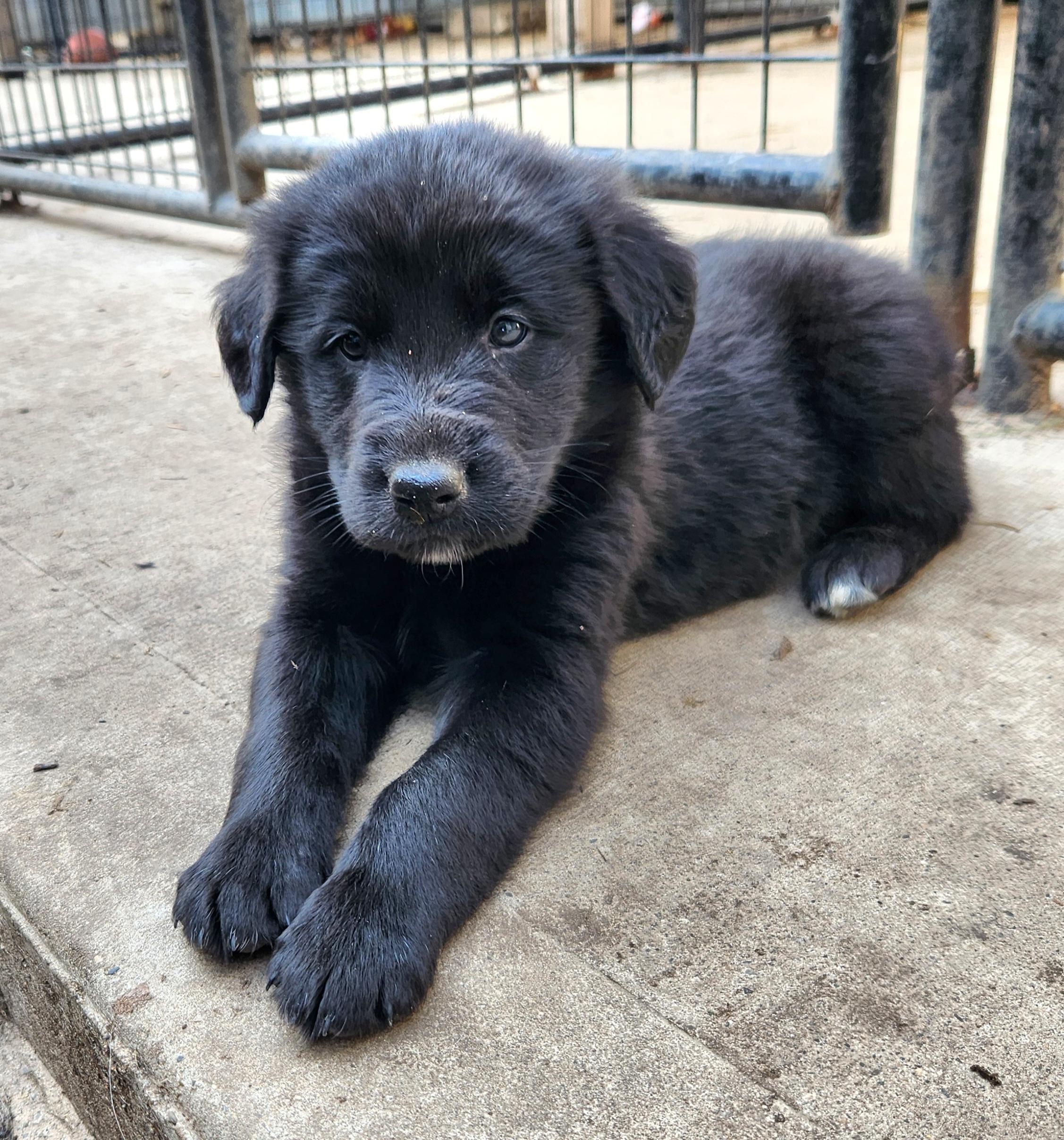 Enlarge Kayak, an adopted mixed breed in Liberty Center, OH image 3/6