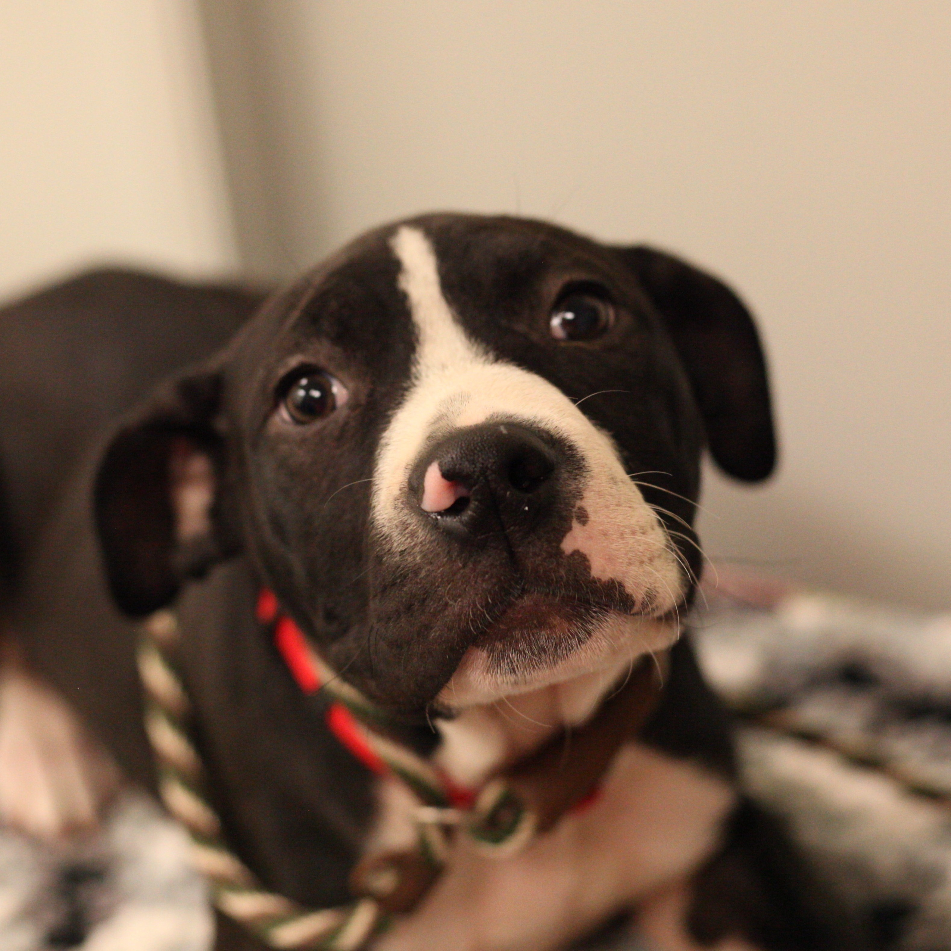 Enlarge Kermit, a Adoptable Boxer in Tulsa, OK image 1/4