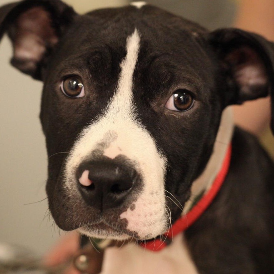 Kermit - Spunky Boxer, Adoptable, Adult Male Boxer.