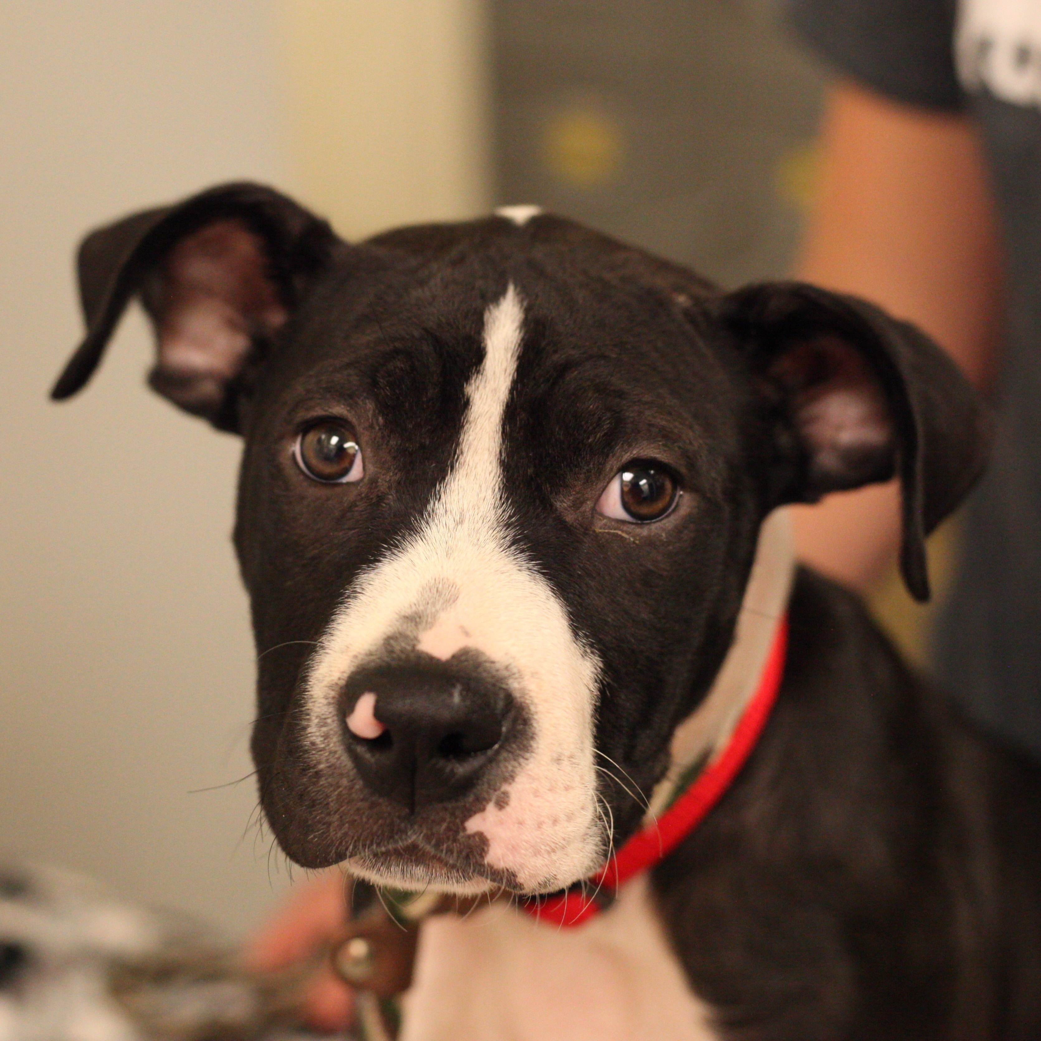 Enlarge Kermit, a Adoptable Boxer in Tulsa, OK image 2/4