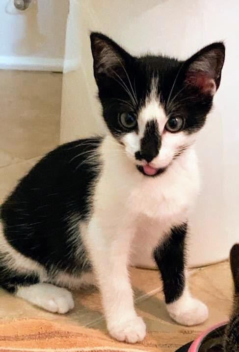 Zeppelin, Baby Male Domestic Short Hair