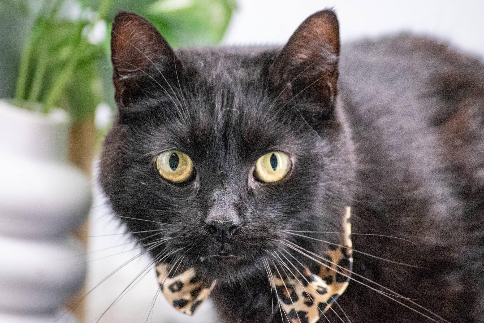 Mr Bongo, a ADOPTABLE Domestic Short Hair in Sevierville, TN image 3/4