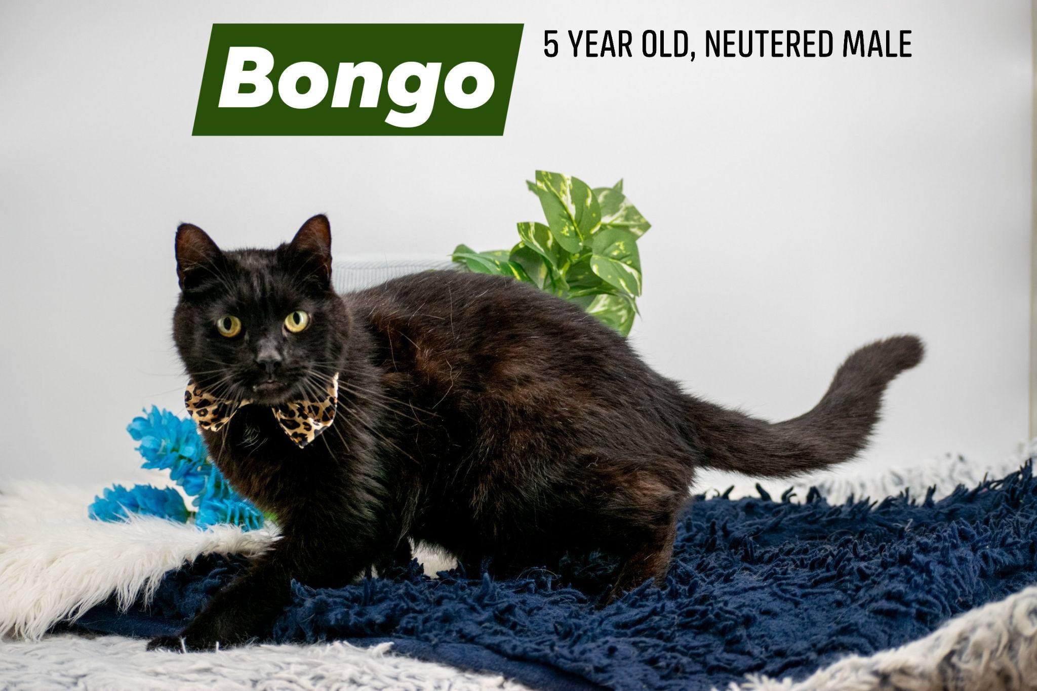 Mr Bongo, ADOPTABLE, Adult Male Domestic Short Hair.