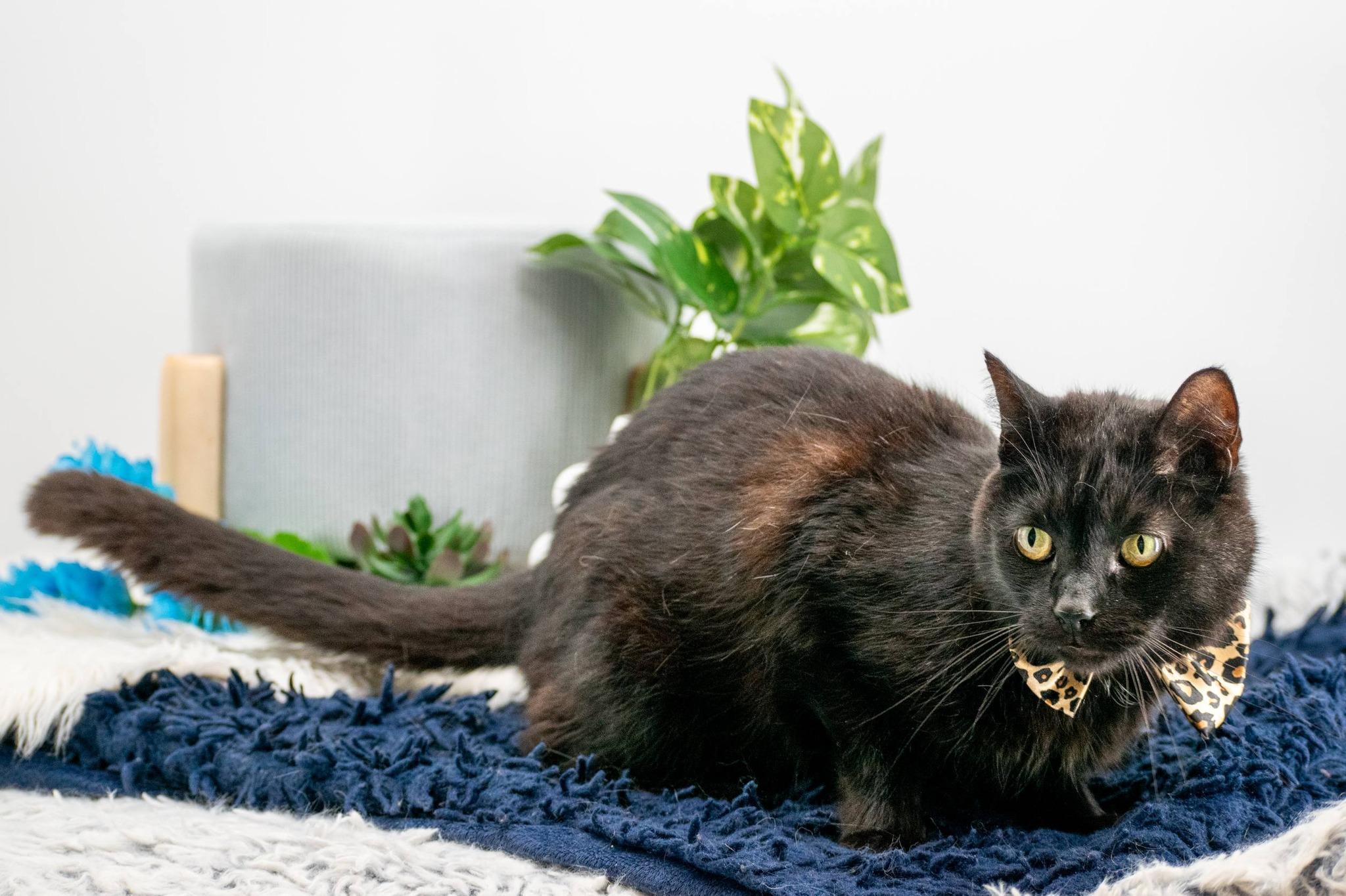 Mr Bongo, a ADOPTABLE Domestic Short Hair in Sevierville, TN image 4/4
