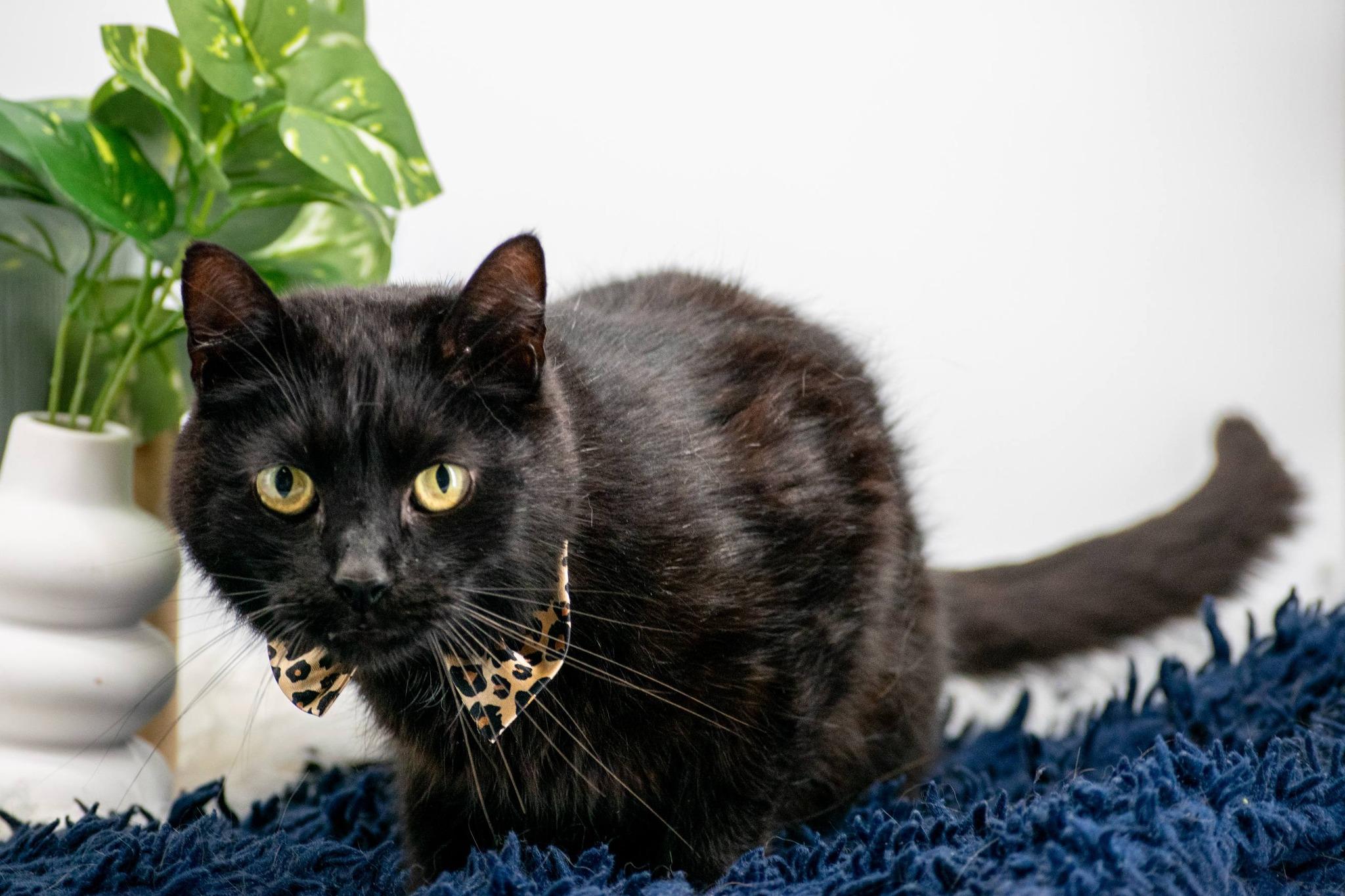 Mr Bongo, a ADOPTABLE Domestic Short Hair in Sevierville, TN image 2/4