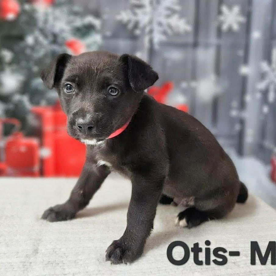 Otis, Adoptable, Puppy Male Australian Shepherd & Labrador Retriever.