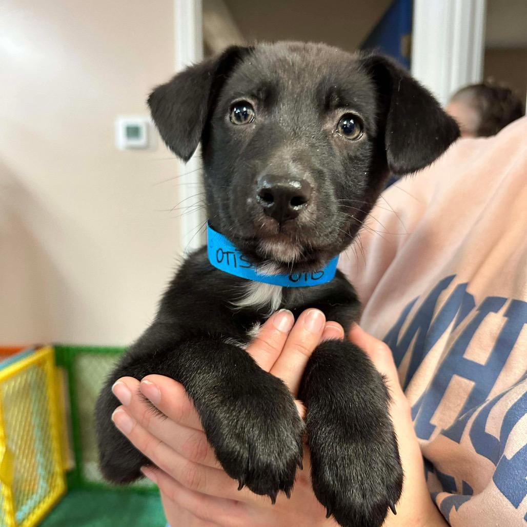 Enlarge Otis, a Adoptable mixed breed in Griswold, CT image 2/2