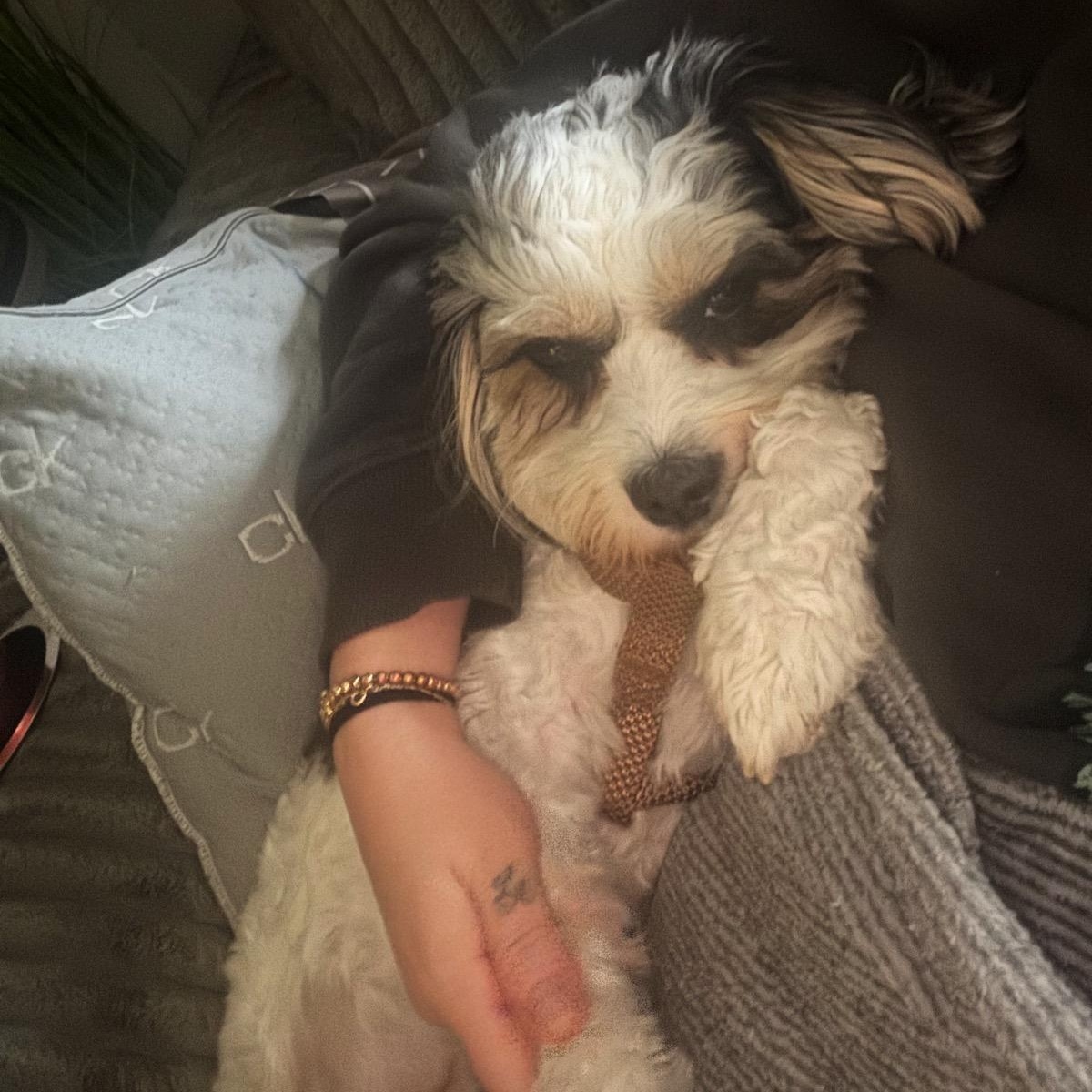 Nyko, a ADOPTABLE Cavapoo in Orange Park, FL image 3/5