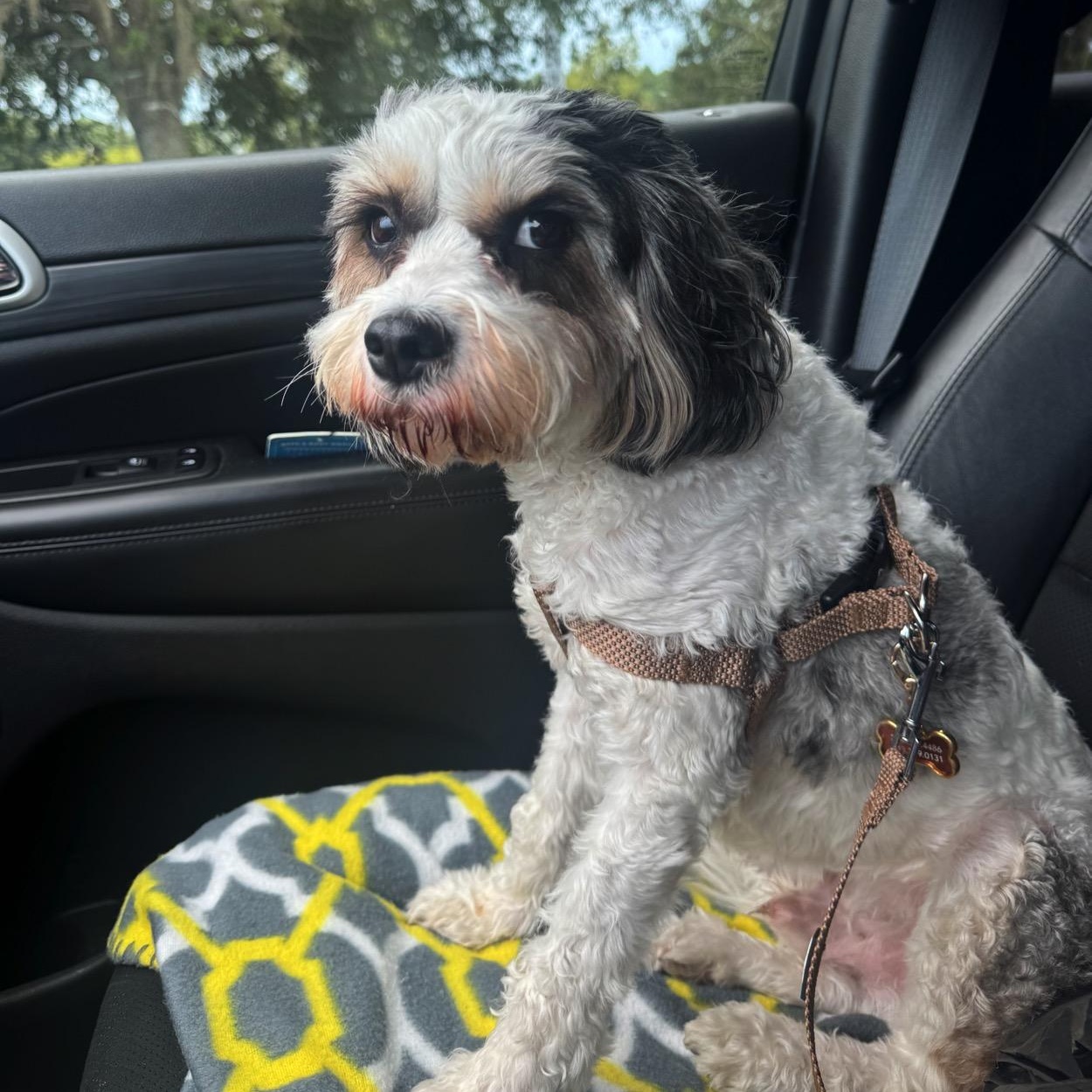 Nyko, ADOPTABLE, Adult Male Cavapoo.