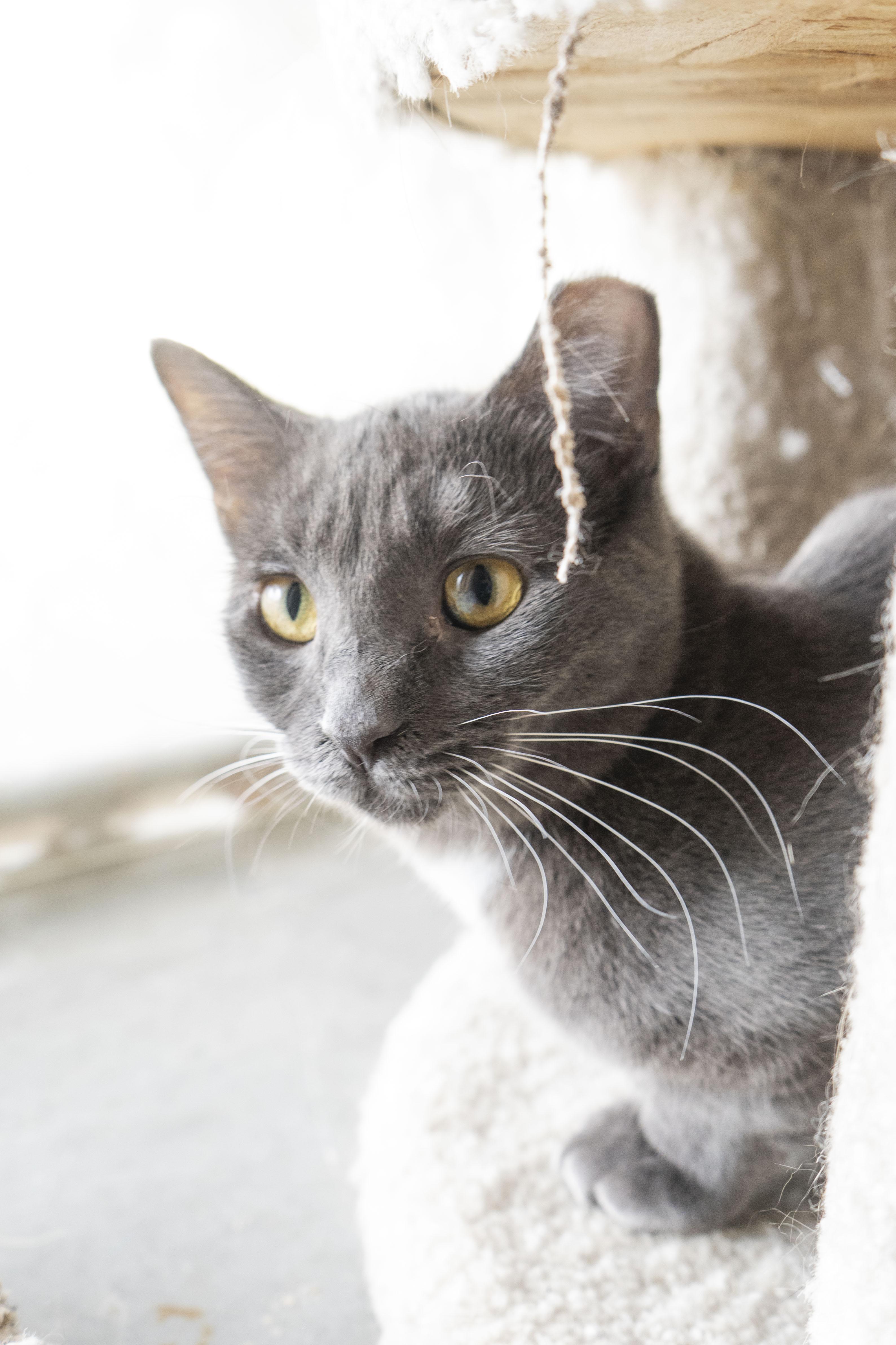 Enlarge Slone, a Adoptable Domestic Short Hair in Boise, ID image 2/2