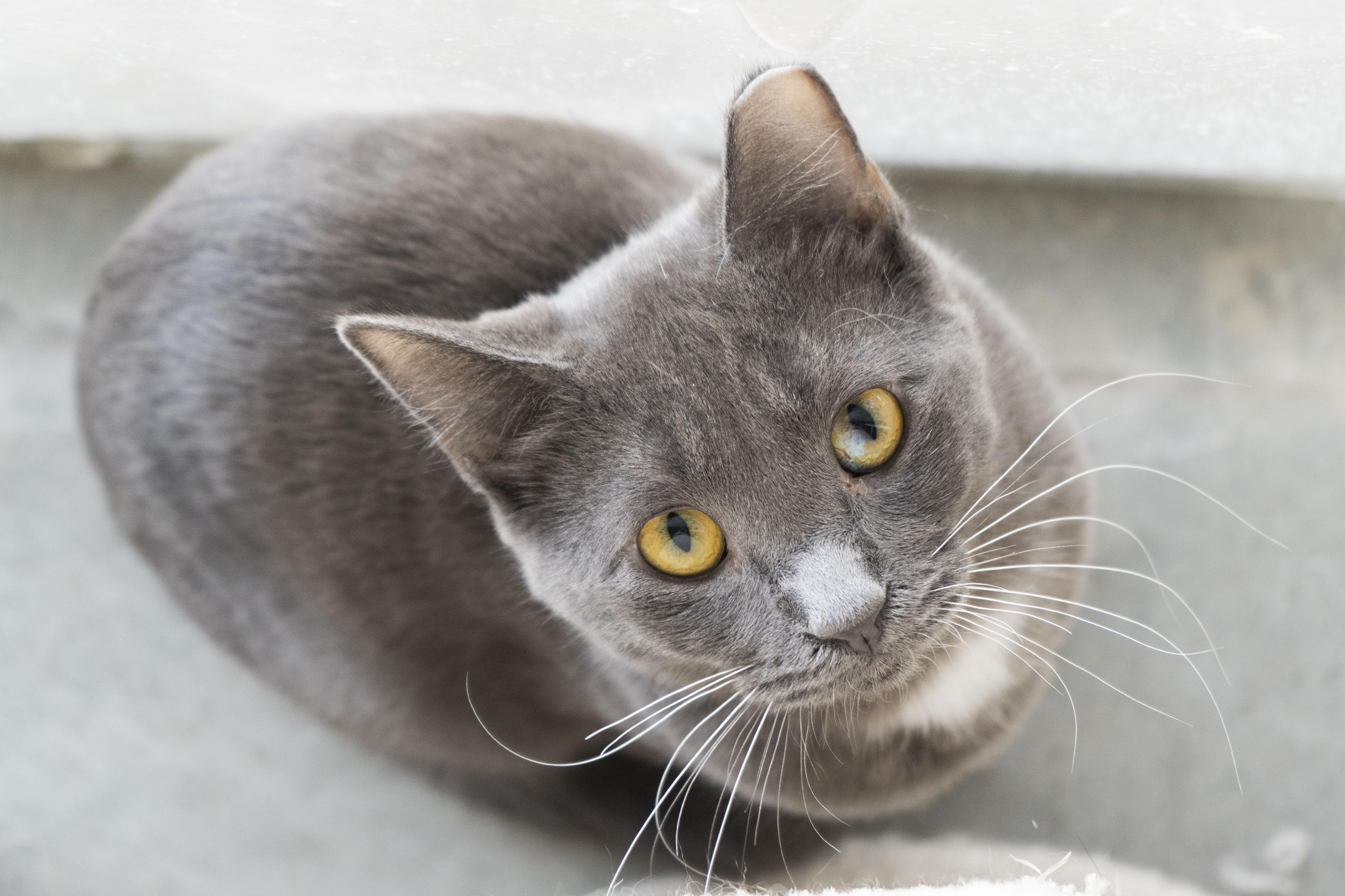 Enlarge Slone, a Adoptable Domestic Short Hair in Boise, ID image 1/2
