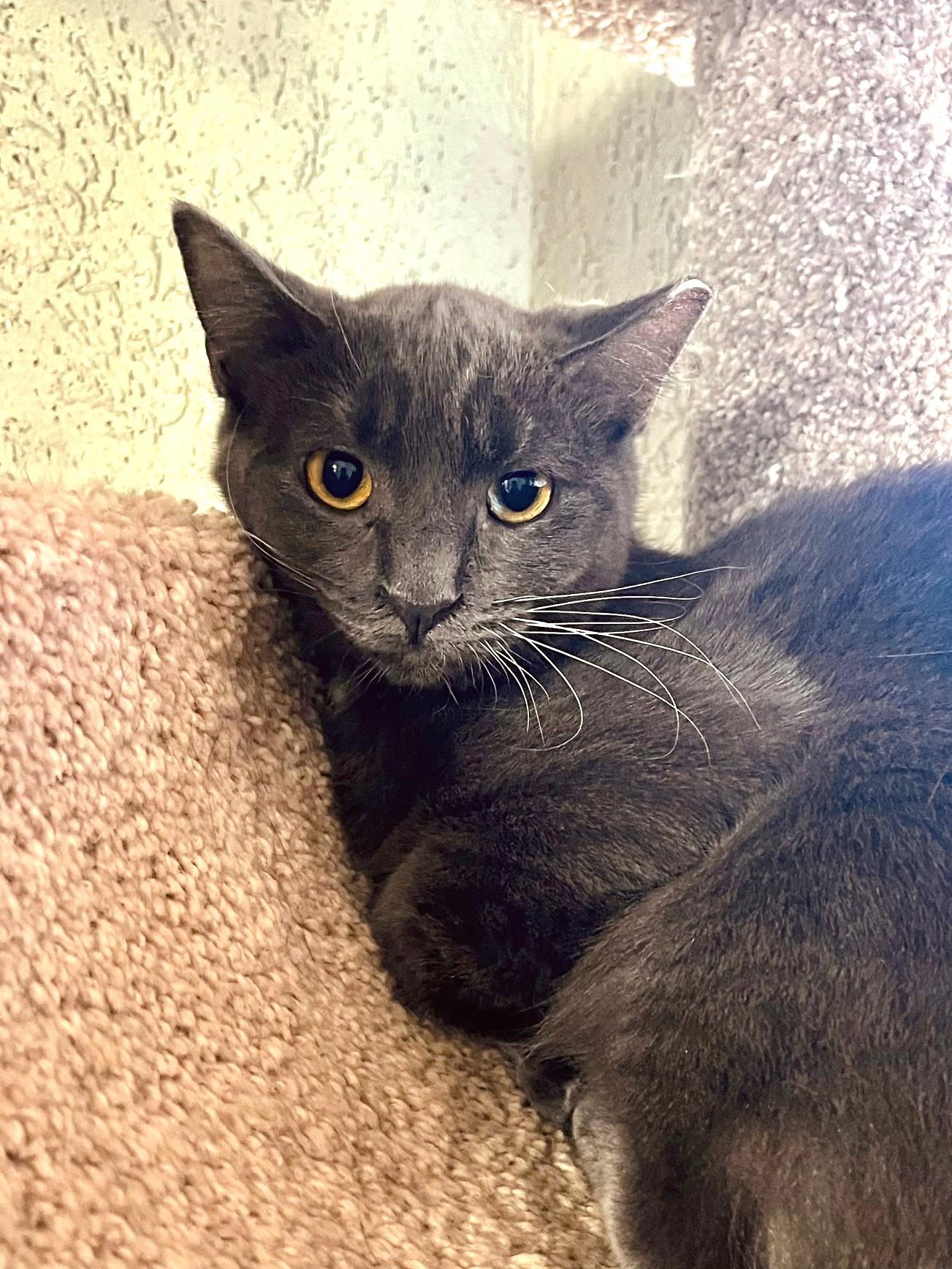 Slone, Young Male Domestic Short Hair