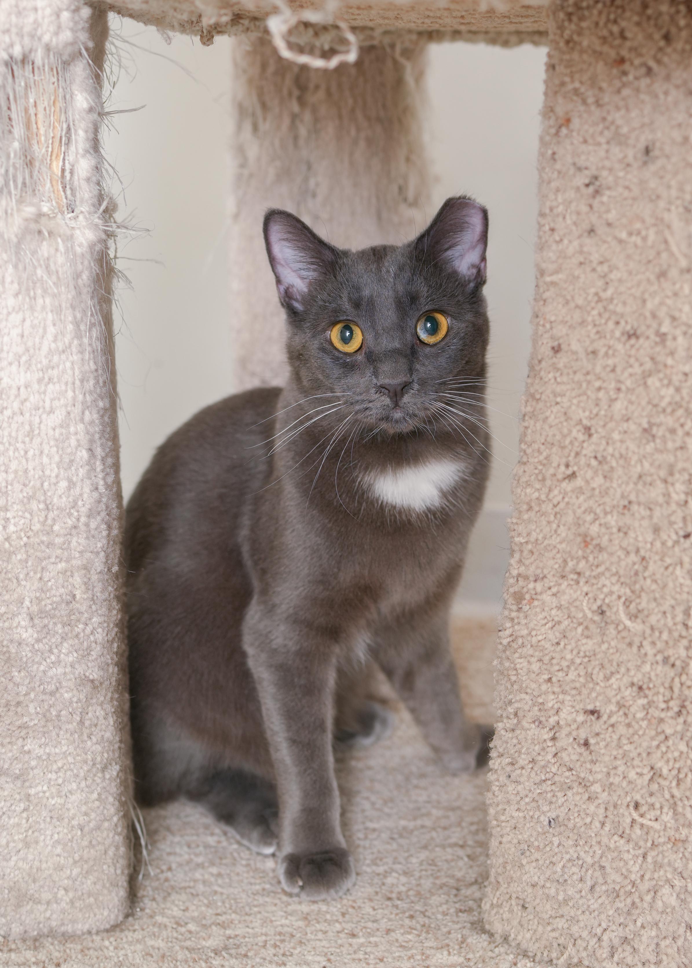 Slone, Adoptable, Young Male Domestic Short Hair.