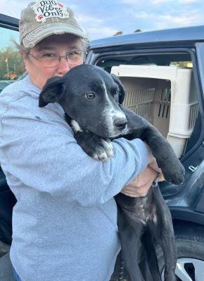 Enlarge Border Collie mix female, a Adoptable mixed breed in Mount Laurel, NJ image 3/3