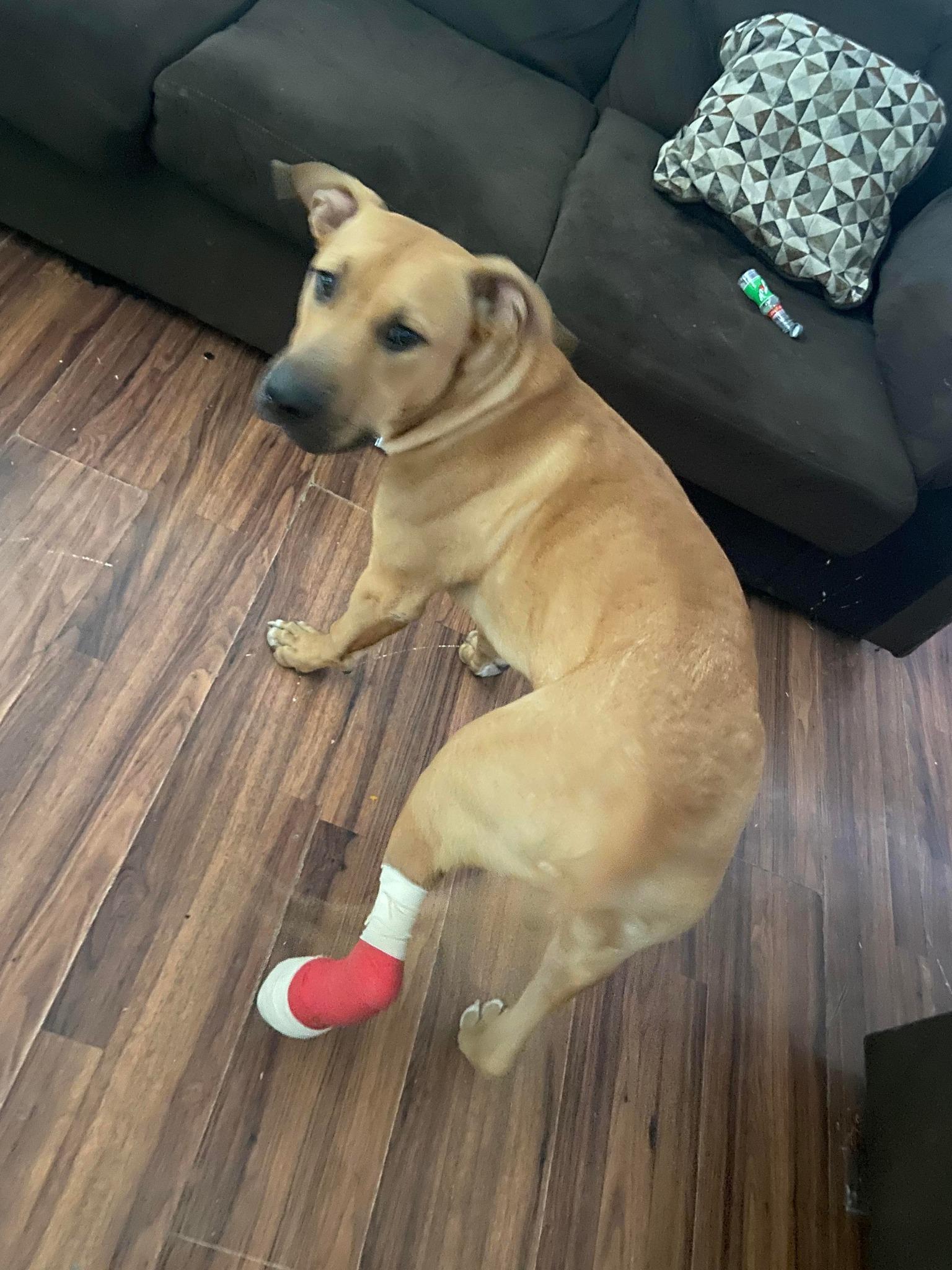 Bart, Adoptable, Adult Male Black Mouth Cur.