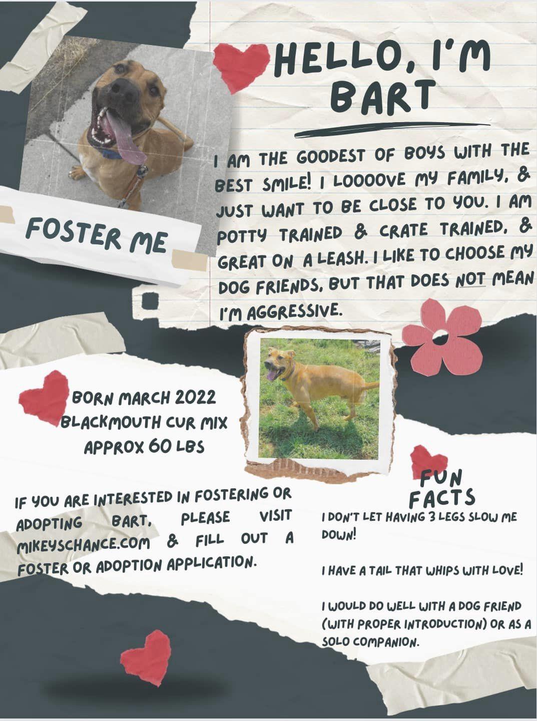 Enlarge Bart, a Adoptable Black Mouth Cur in West Richland, WA image 6/6