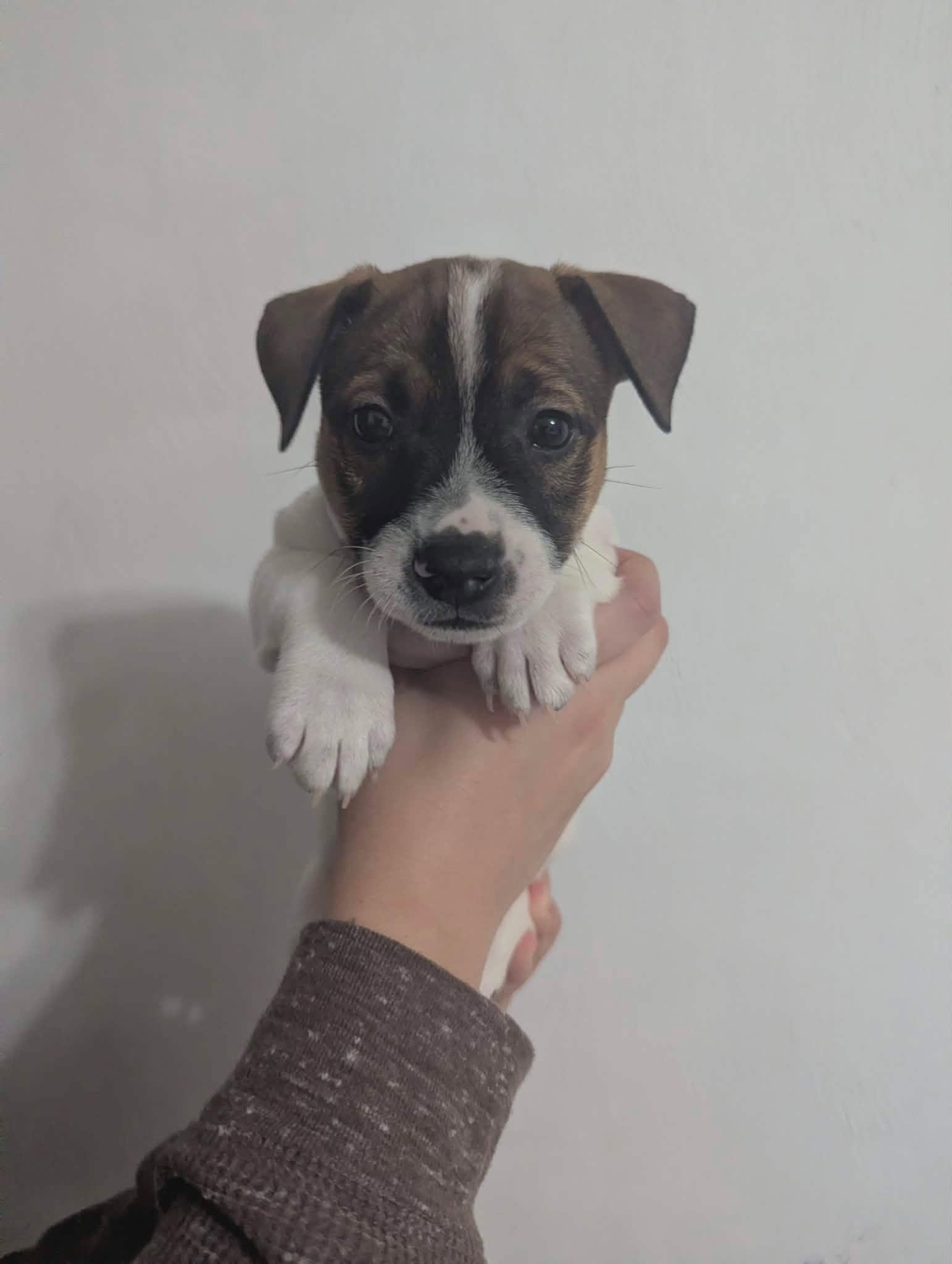 Enlarge Pancake, a Adoptable Jack Russell Terrier in Virginia Beach, VA image 1/1
