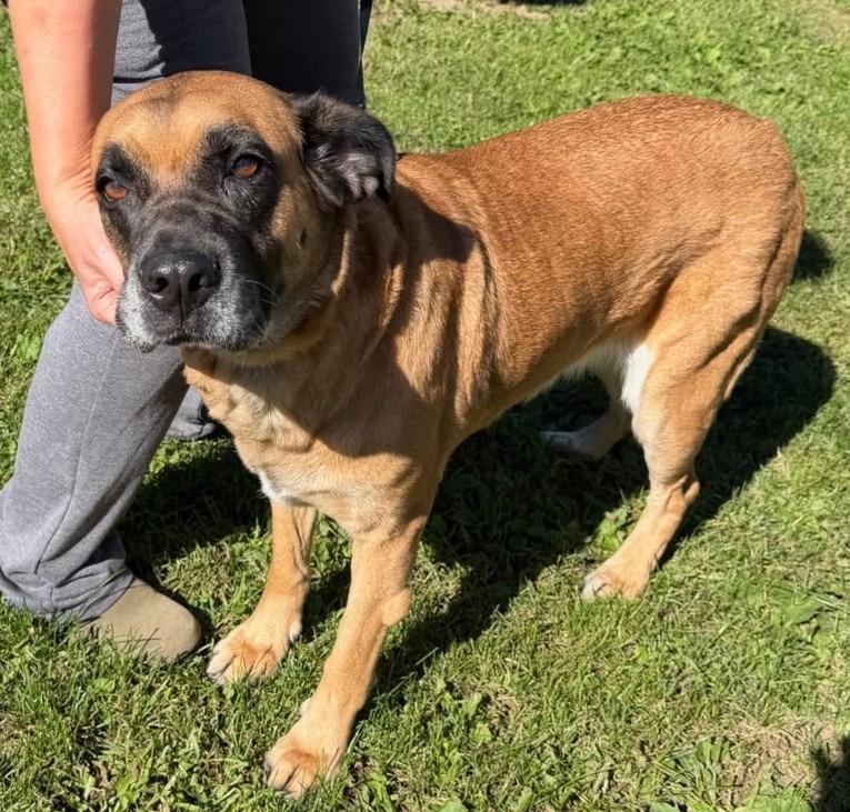 Enlarge Scarlett, a Adoptable mixed breed in Saint Clairsville, OH image 1/1