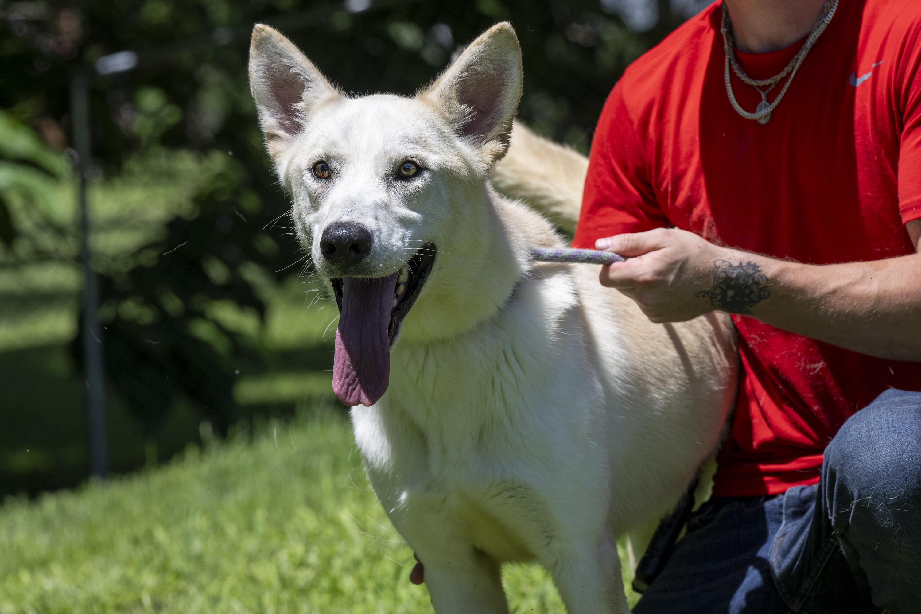 Blizzard, ADOPTABLE, Adult Male White German Shepherd.
