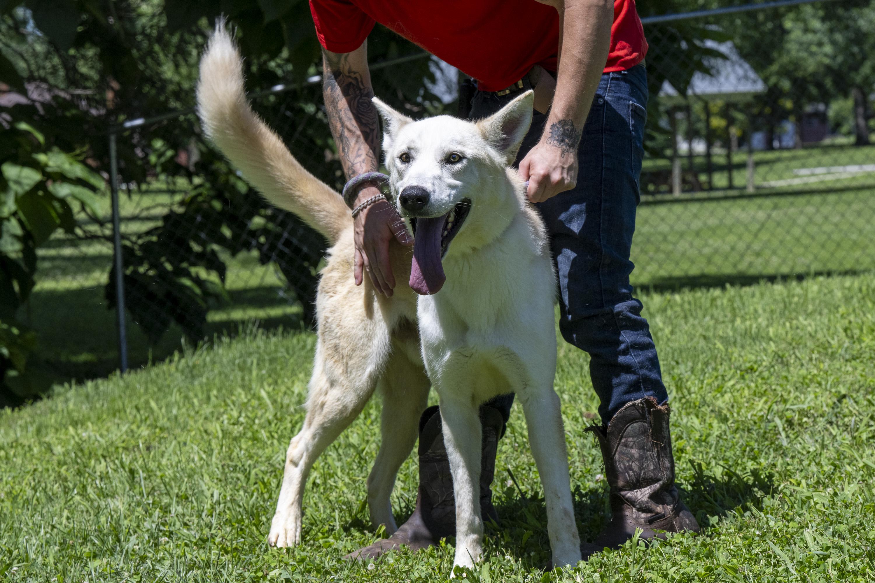 Enlarge Blizzard, a ADOPTABLE White German Shepherd in Terre Haute, IN image 2/6