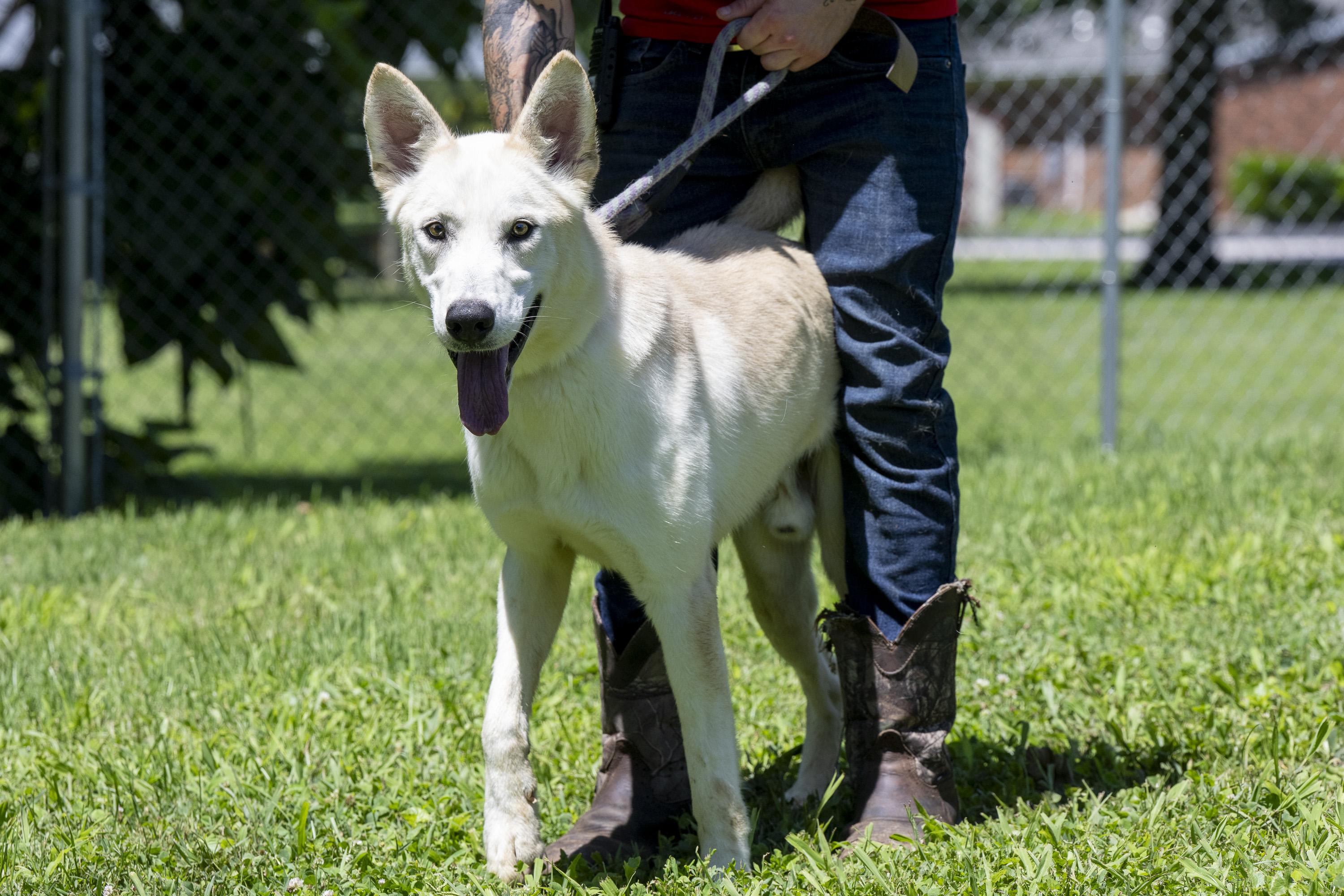 Enlarge Blizzard, a ADOPTABLE White German Shepherd in Terre Haute, IN image 5/6