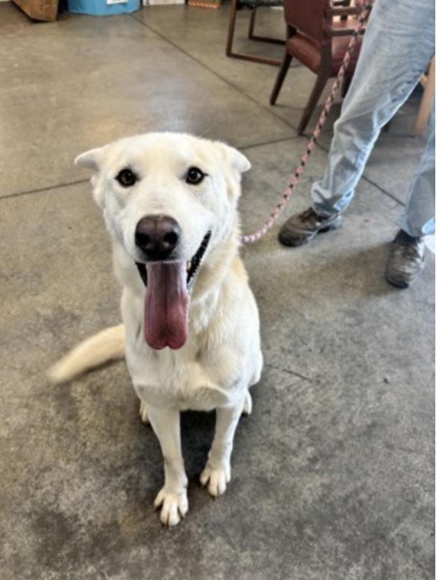 Blizzard, ADOPTABLE, Adult Male White German Shepherd.