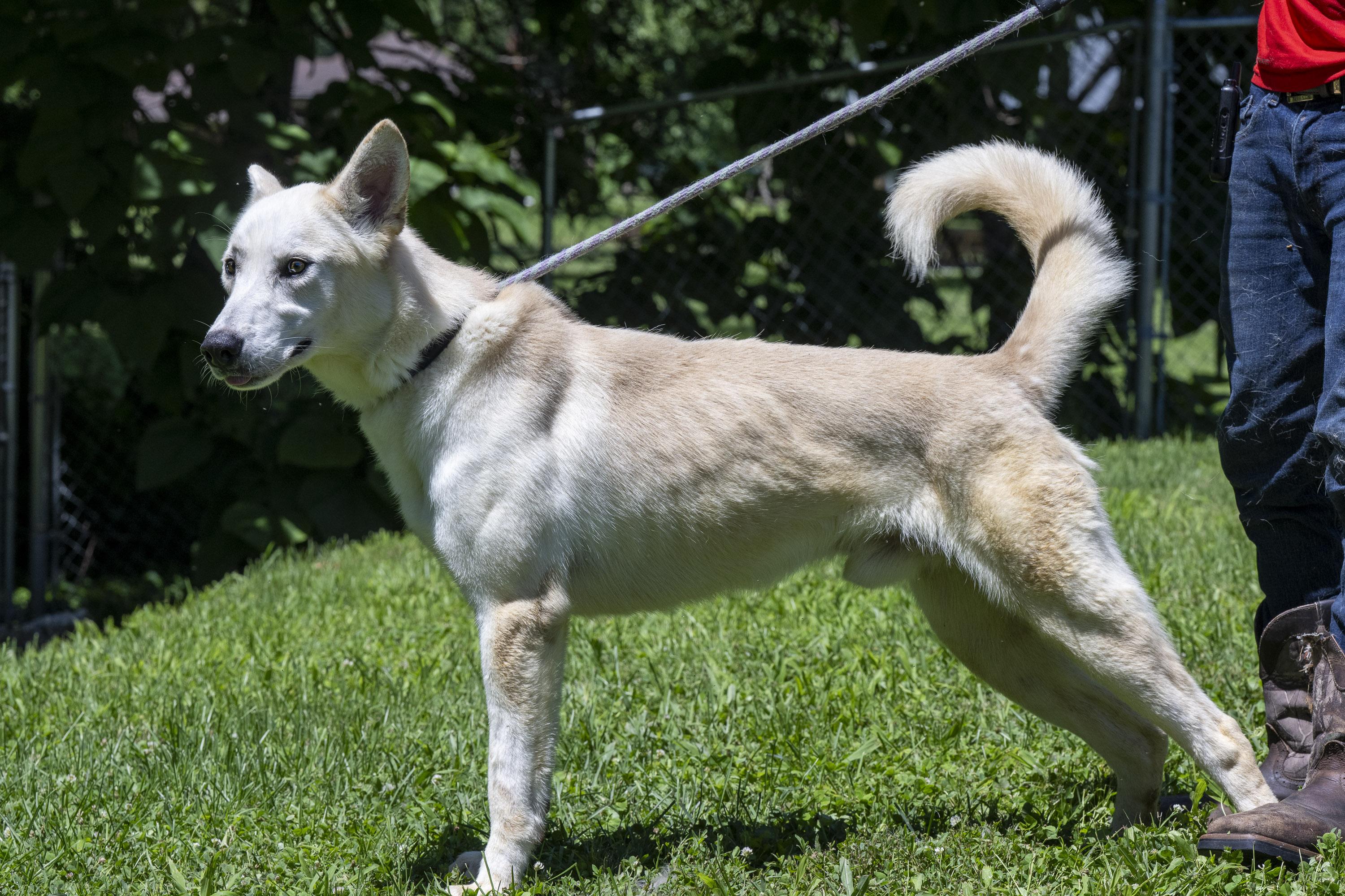 Enlarge Blizzard, a ADOPTABLE White German Shepherd in Terre Haute, IN image 4/6