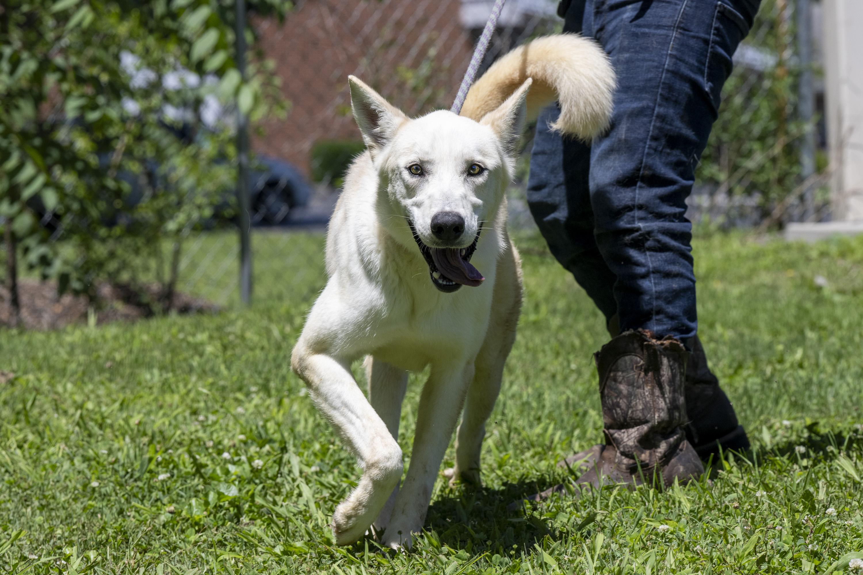 Enlarge Blizzard, a ADOPTABLE White German Shepherd in Terre Haute, IN image 3/6