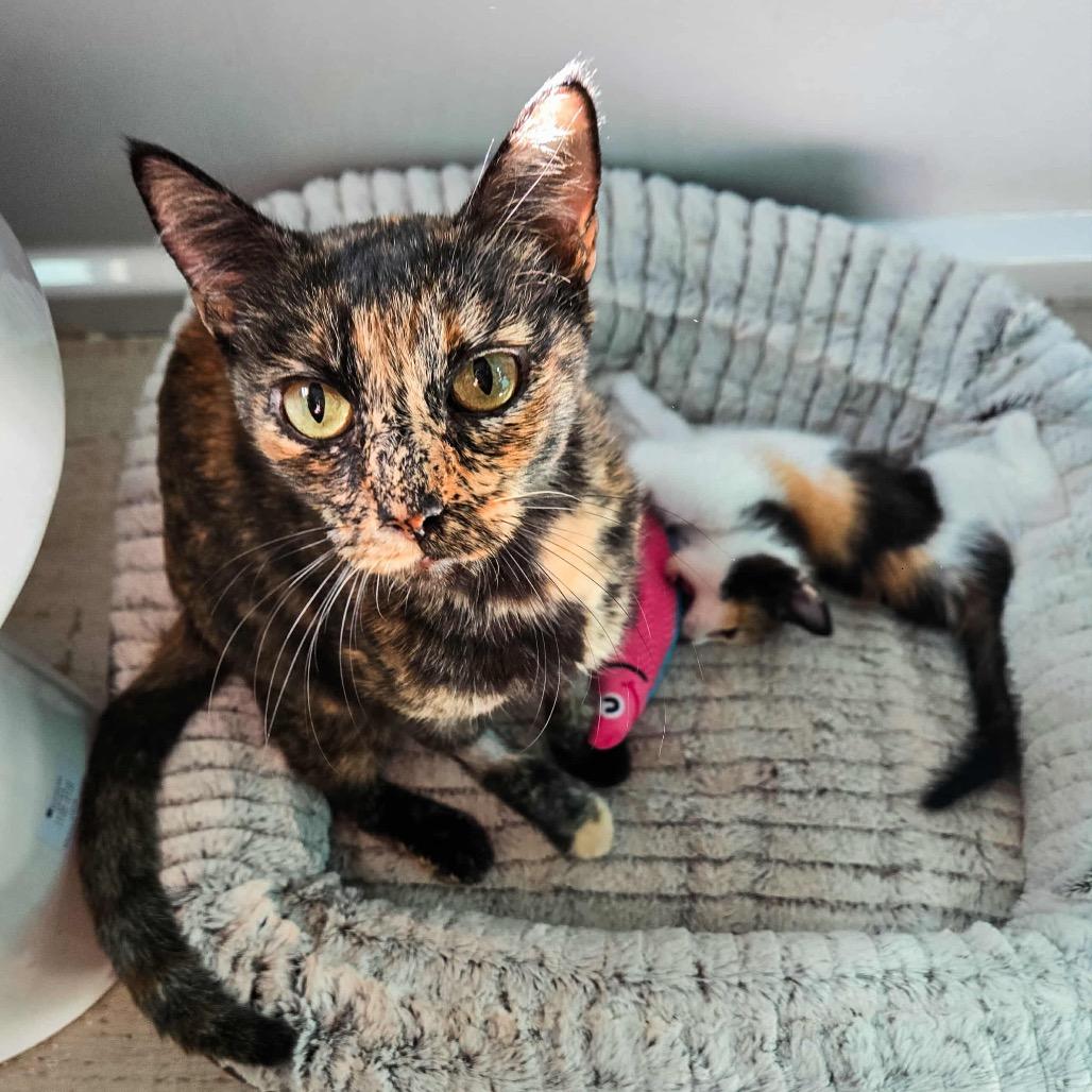 Khaleesi, Adoptable, Young Female Domestic Short Hair.