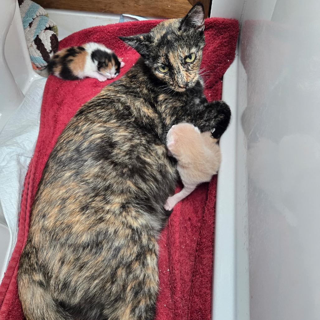 Enlarge Khaleesi, a Adoptable Domestic Short Hair in Glendale, AZ image 2/4