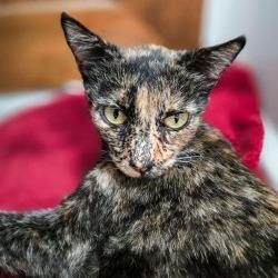 Enlarge Khaleesi, a Adoptable Domestic Short Hair in Glendale, AZ image 3/4