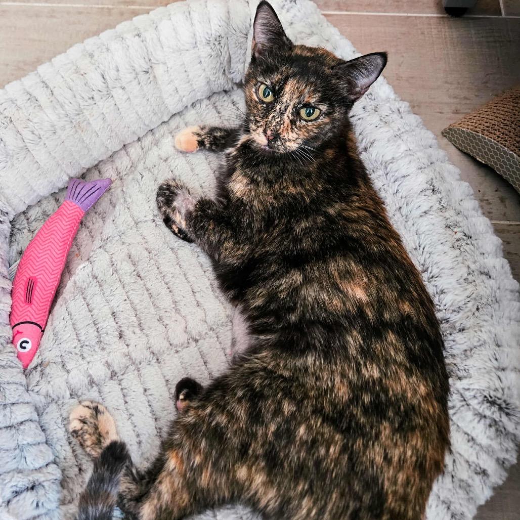 Enlarge Khaleesi, a Adoptable Domestic Short Hair in Glendale, AZ image 4/4