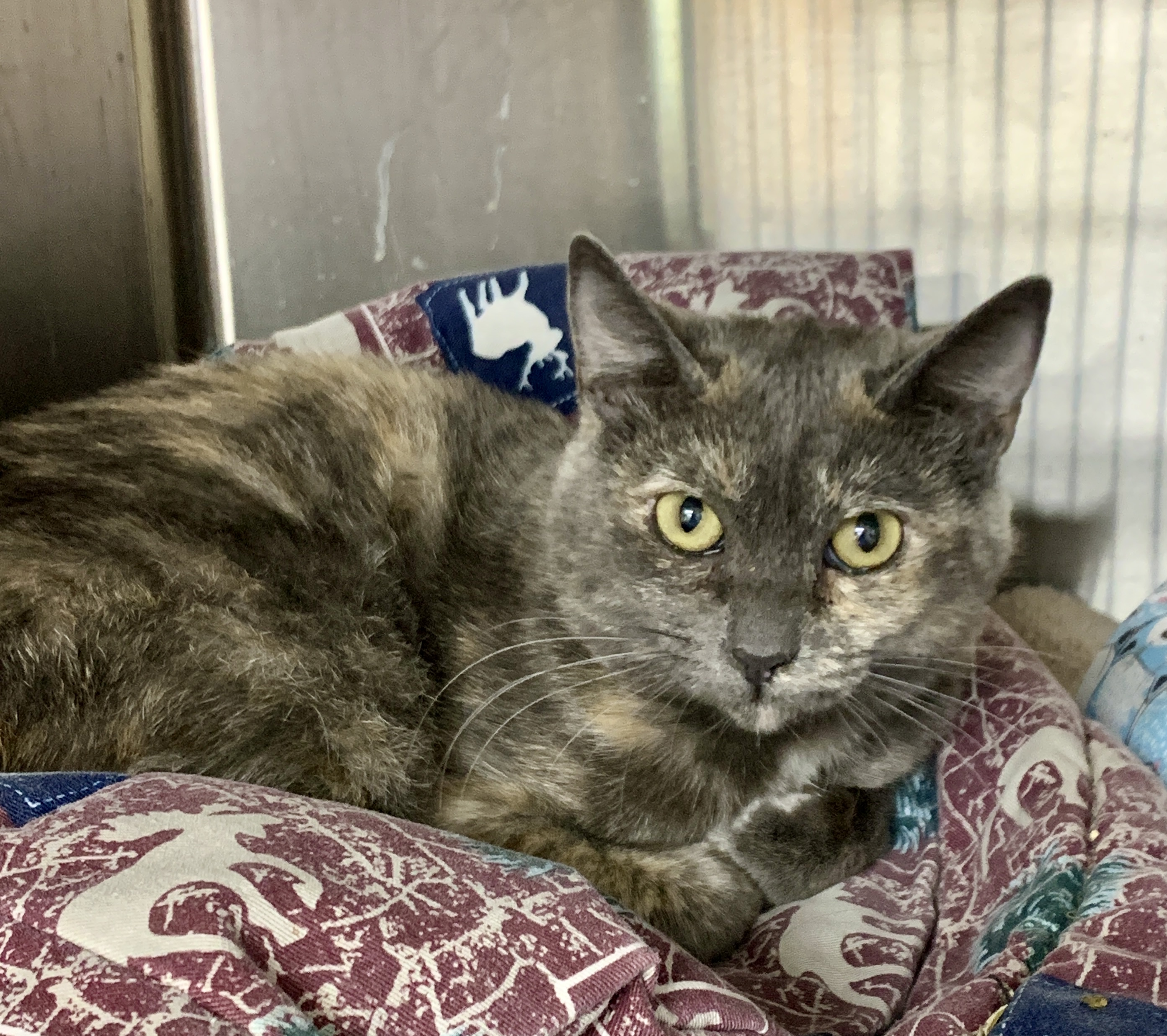 Enlarge Gigi, a Adopted Dilute Tortoiseshell in El Sobrante, CA image 1/1