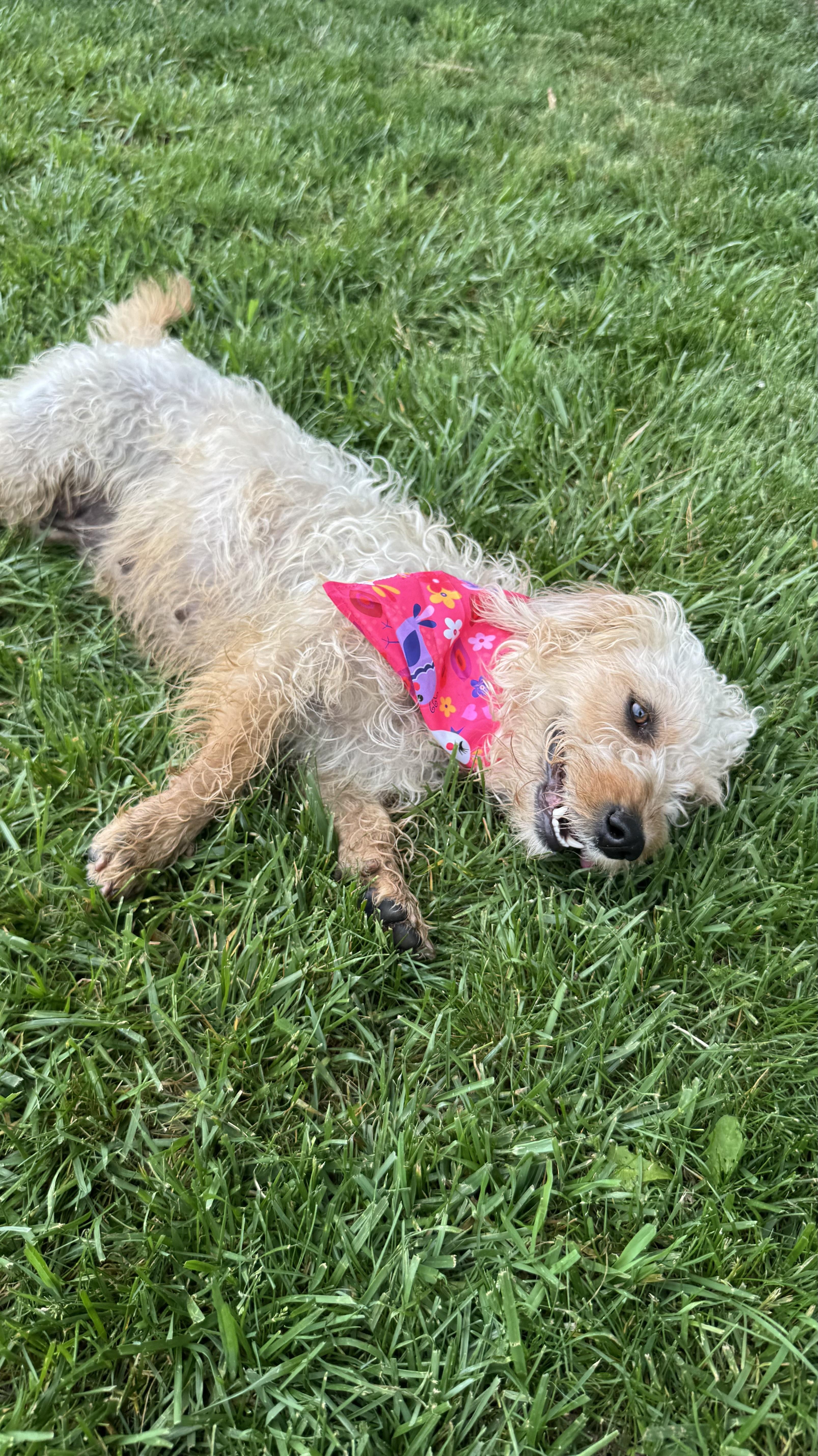Banana Pudding, an adopted Poodle in Knoxville, TN image 3/5