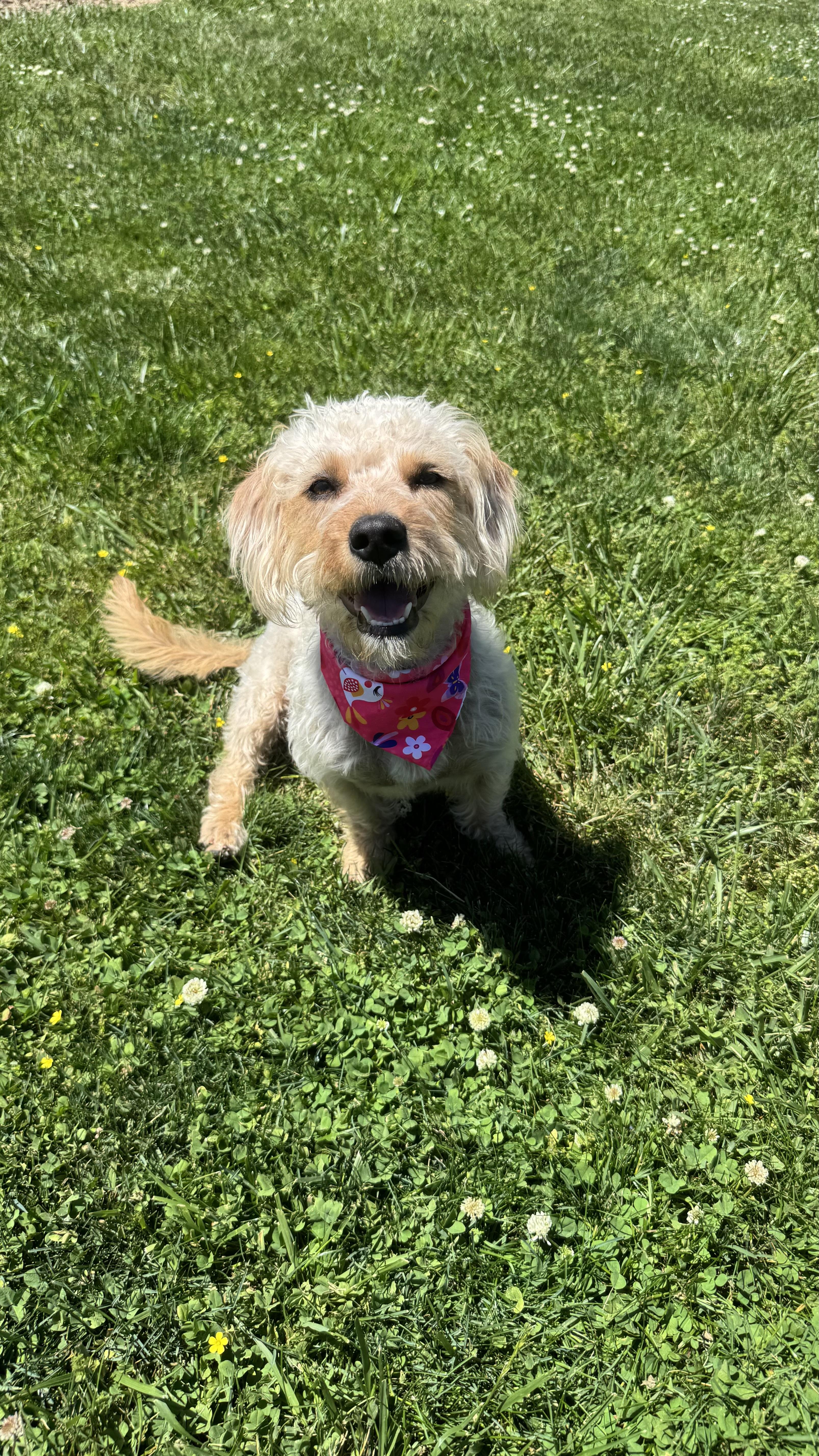 Banana Pudding, adopted, Young Female Poodle.