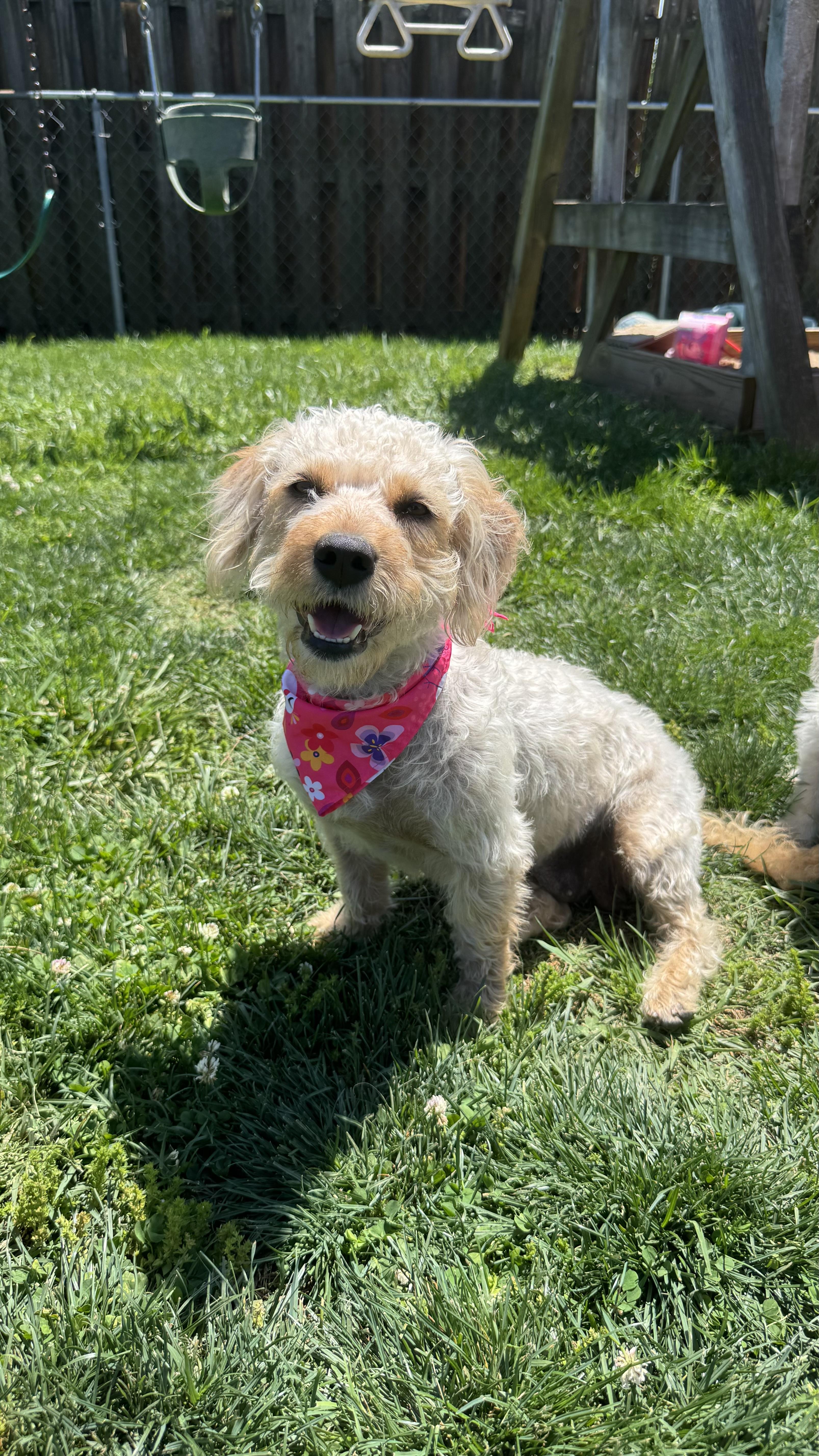 Banana Pudding, an adopted Poodle in Knoxville, TN image 5/5