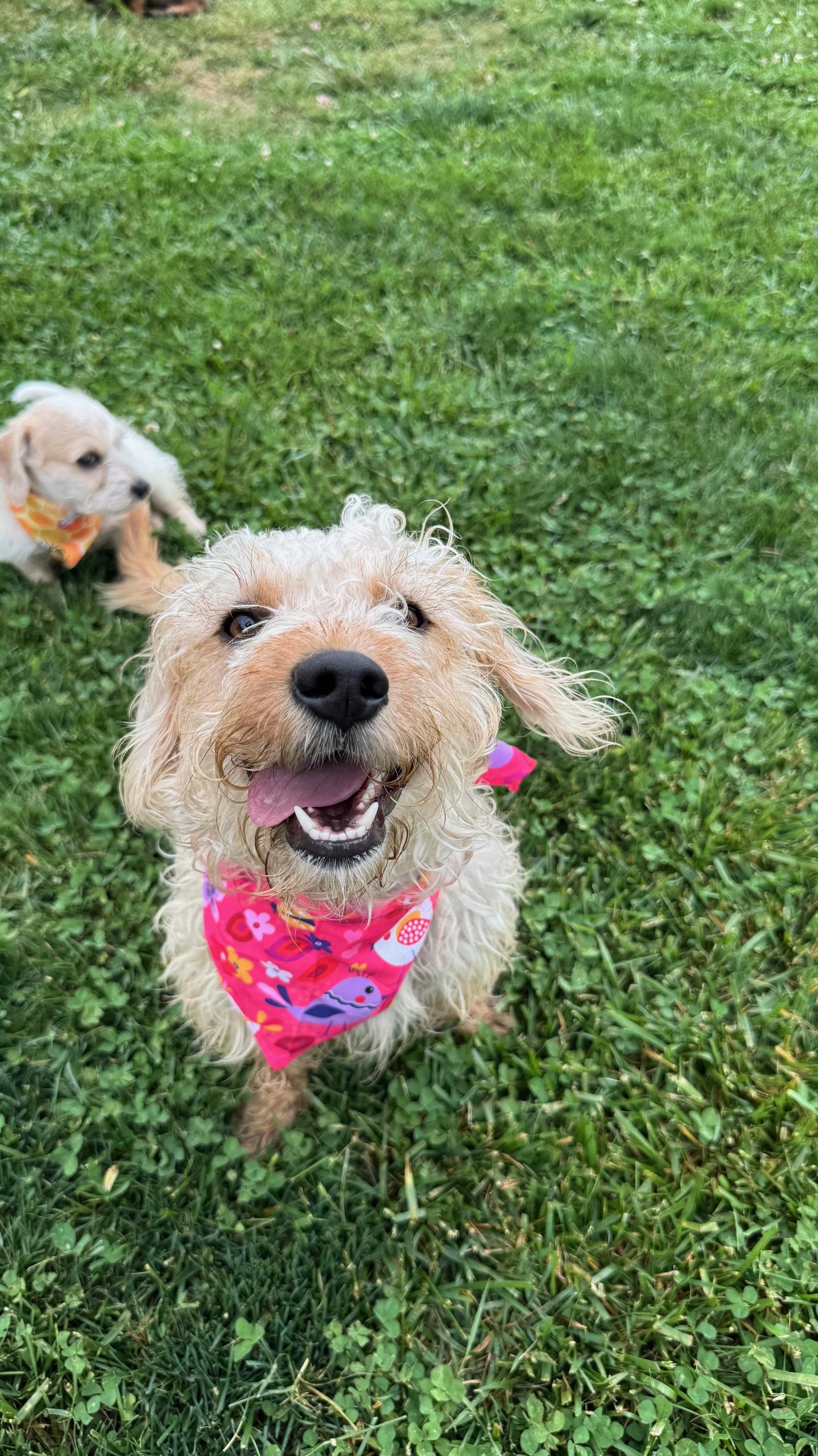 Banana Pudding, an adopted Poodle in Knoxville, TN image 2/5